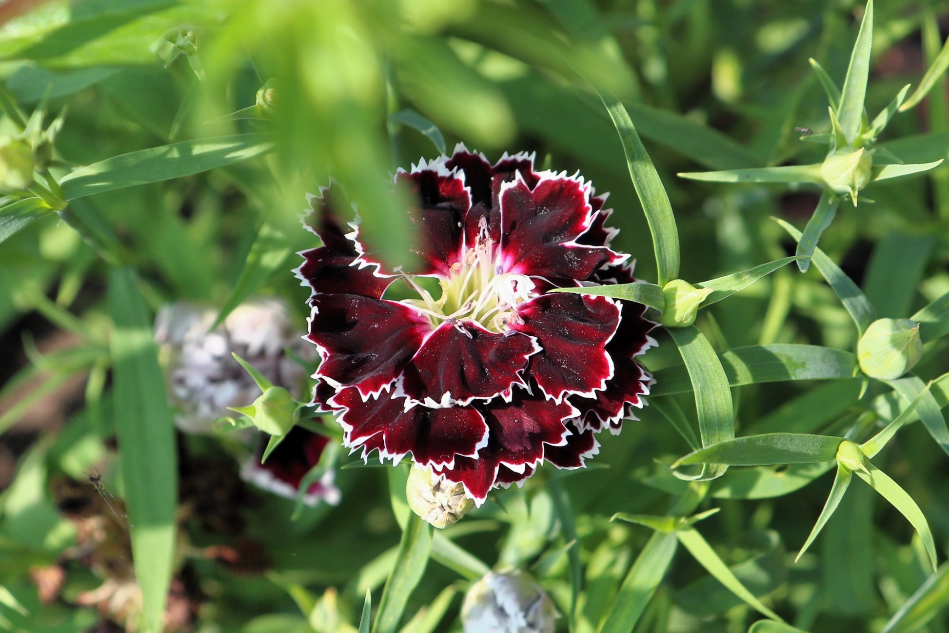 black and white flower seeds 50 VELVET N LACE DIANTHUS Chinensis Black & White Flower Seeds