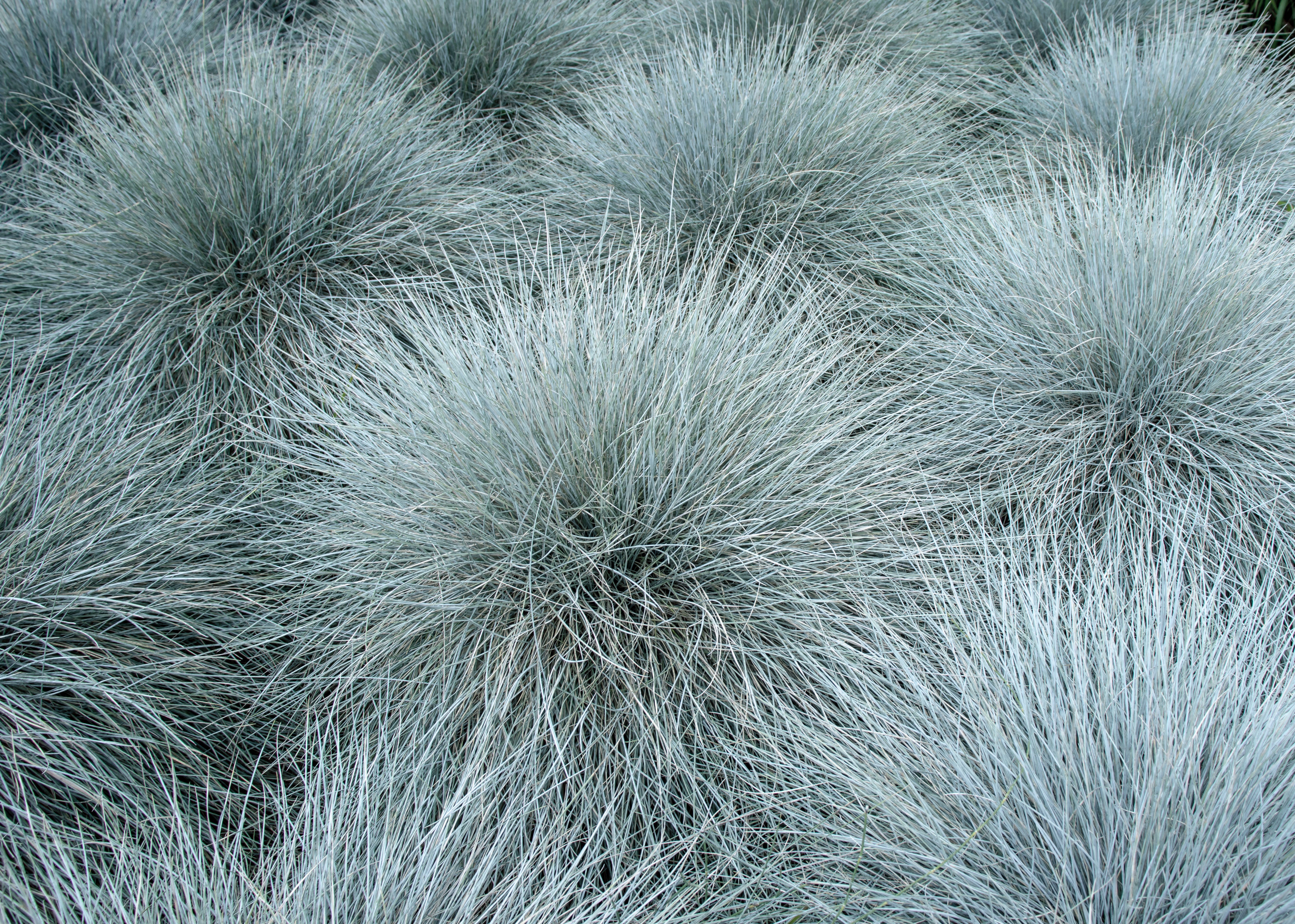 Seedville Sheep's Fescue Grass - Thumbnail 3