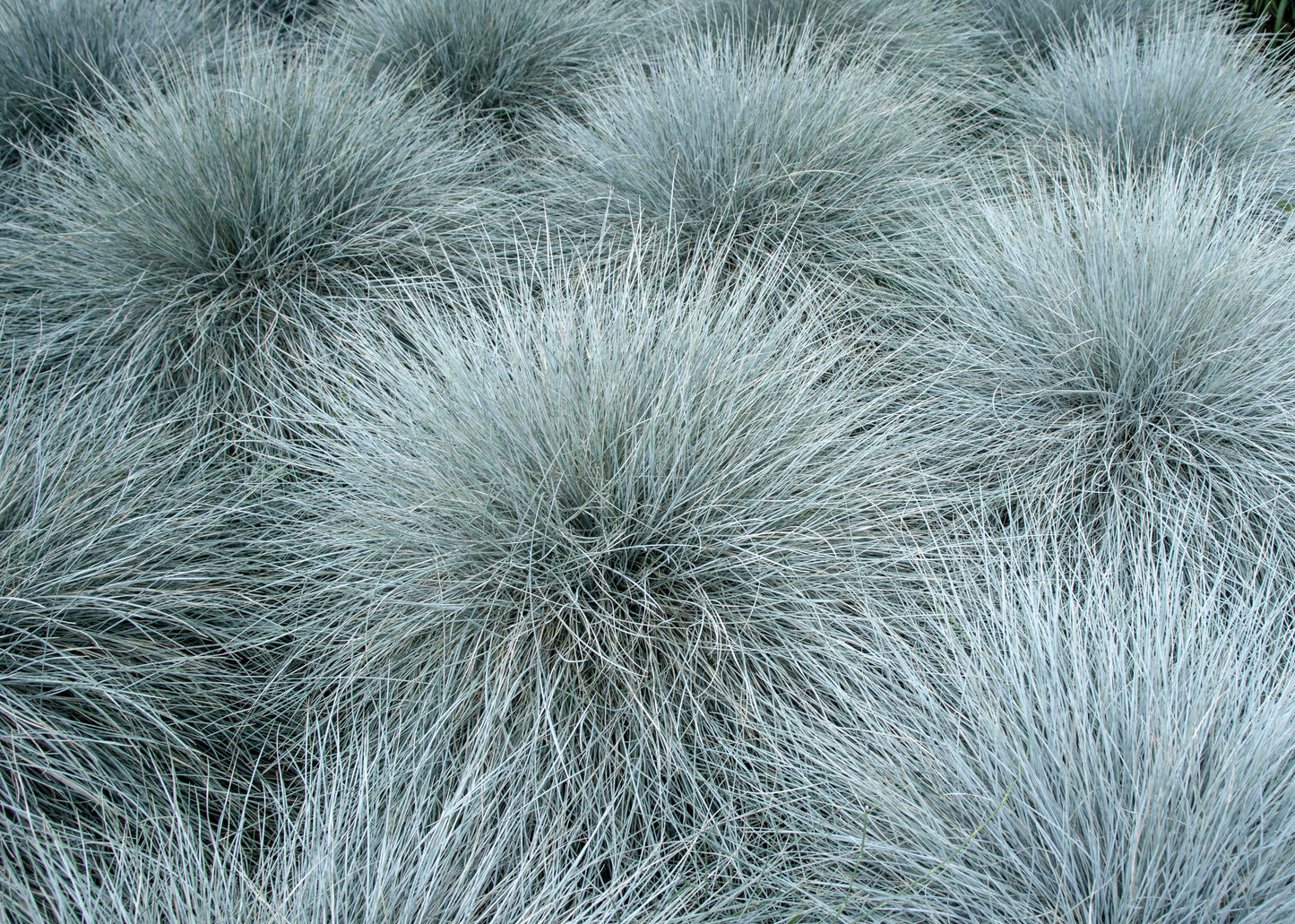 100 BLUE Sheeps FESCUE GRASS Festuca Ovina Glauca Cinerea Seeds