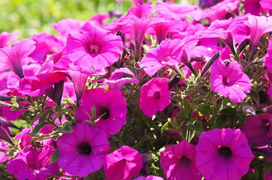 200 Pink LAURA BUSH PETUNIA Violacea Integrifolia Perennial Frilled Trumpet Flower Seeds