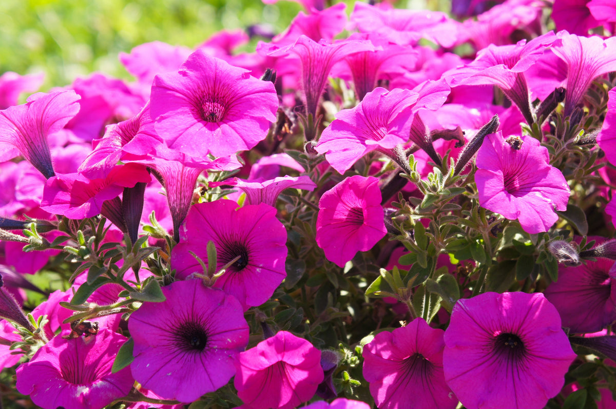 200 Mixed LAURA BUSH PETUNIA Violacea Integrifolia Pink Purple Trumpet Flower Seeds