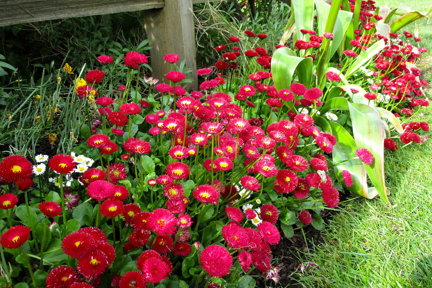 100 RED ENGLISH DAISY Bellis Perennis Double Flower Seeds