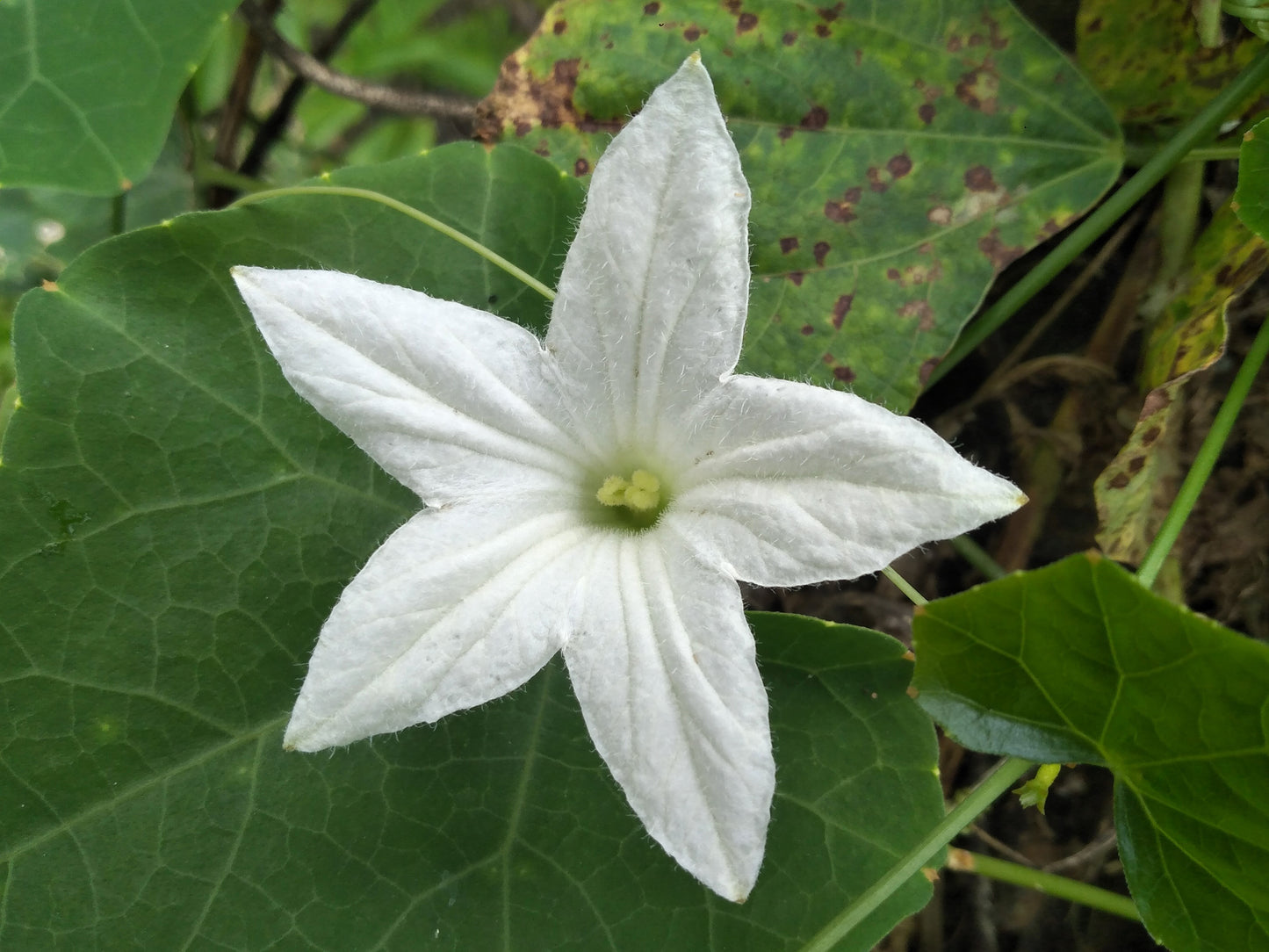 10 SNAKE GOURD Multicolored Craft Gourd Lagenaria Siceraria Vine Seeds