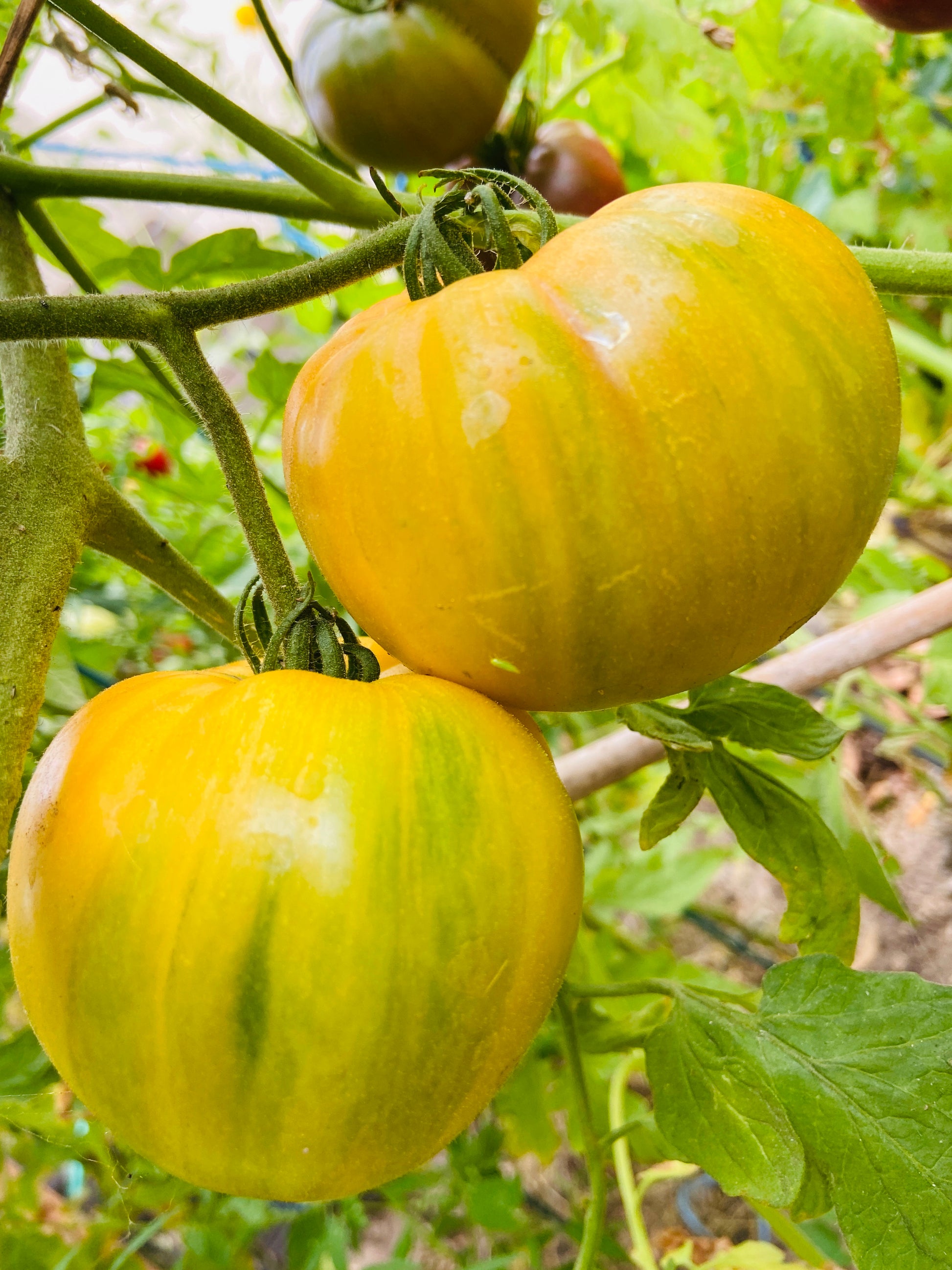 pineapple tomato plants for sale 50 PINEAPPLE TOMATO Heirloom Beefsteak Indeterminate Solanum Fruit Veg – Seedville USA