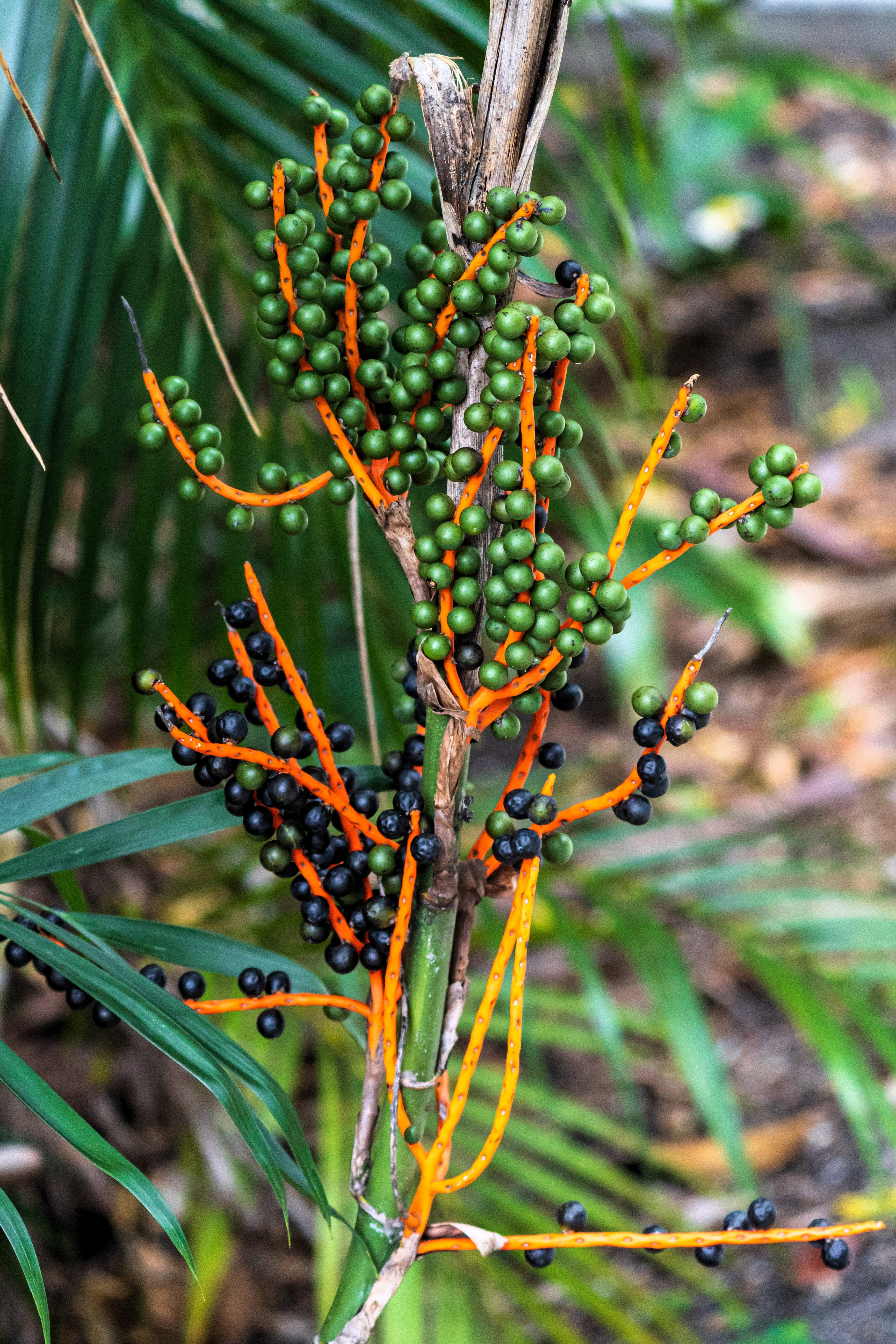 Seedville Bamboo Palm Seeds - Thumbnail 5