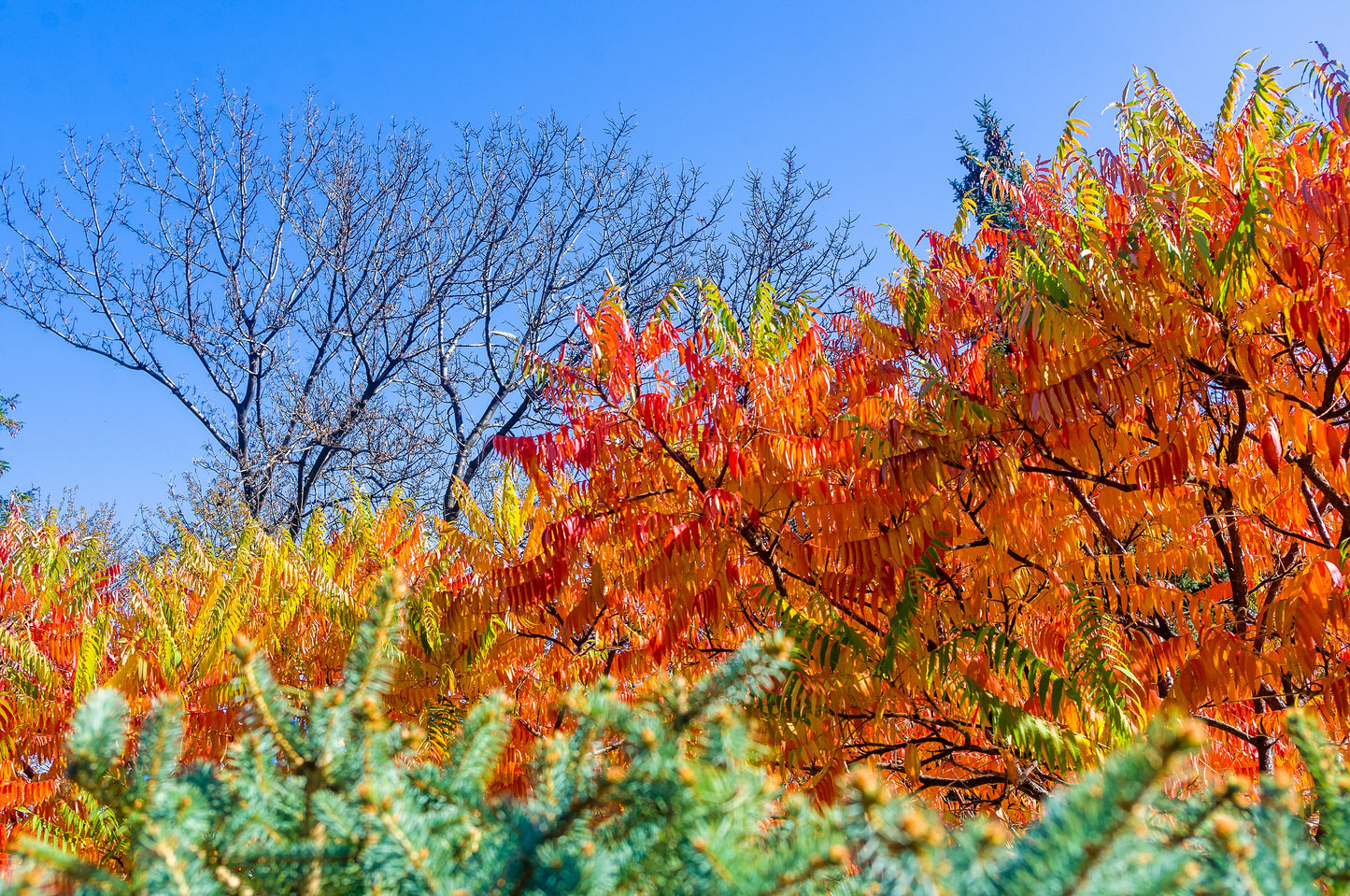 50 STAGHORN SUMAC TREE Rhus Typhina Yellow Flowers Red Berries Seeds