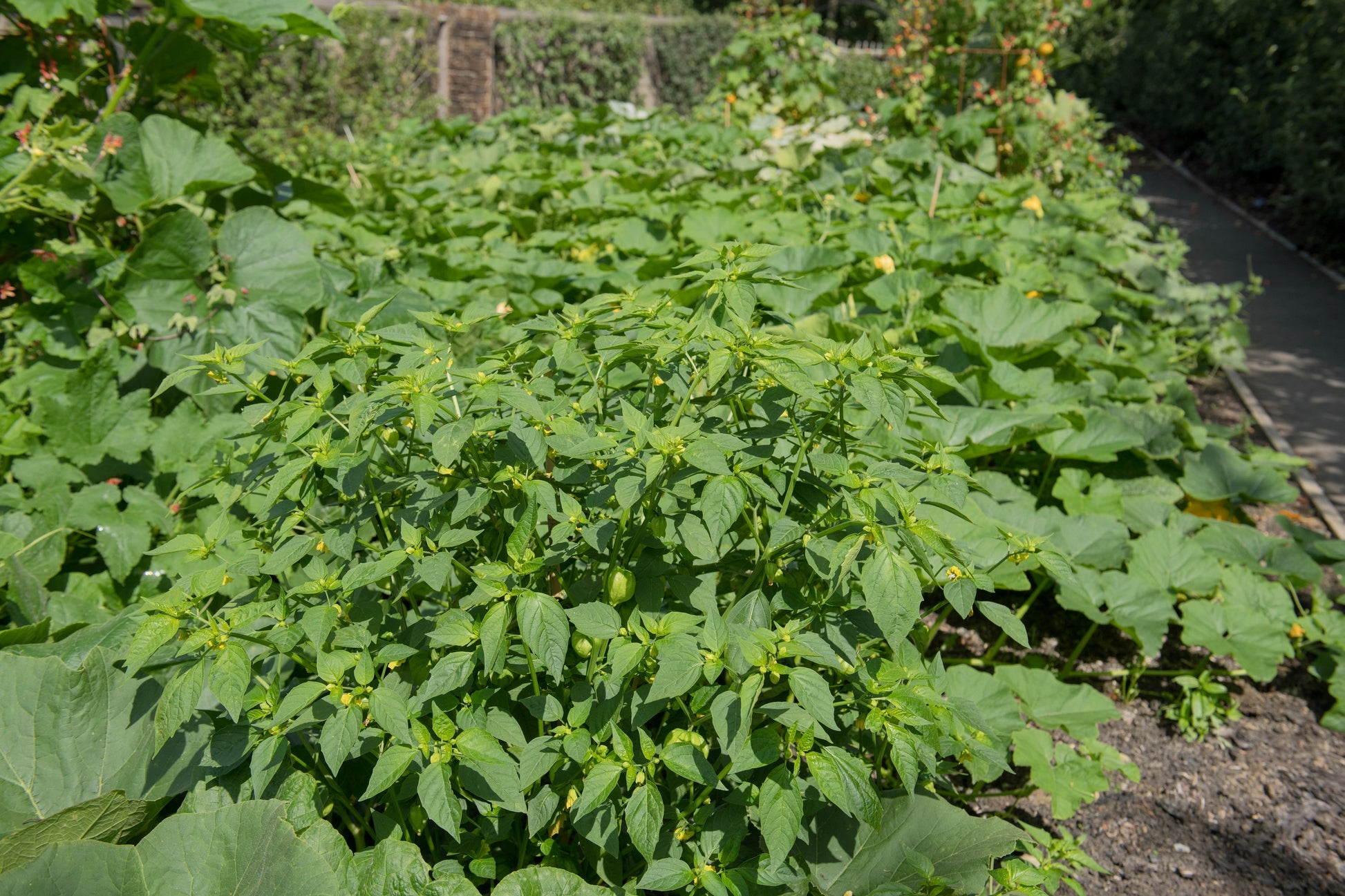 pineapple cherry plant 50 PINEAPPLE TOMATILLO Yellow Ground Cherry Physalis Ixocarpa Fruit Vine Seeds