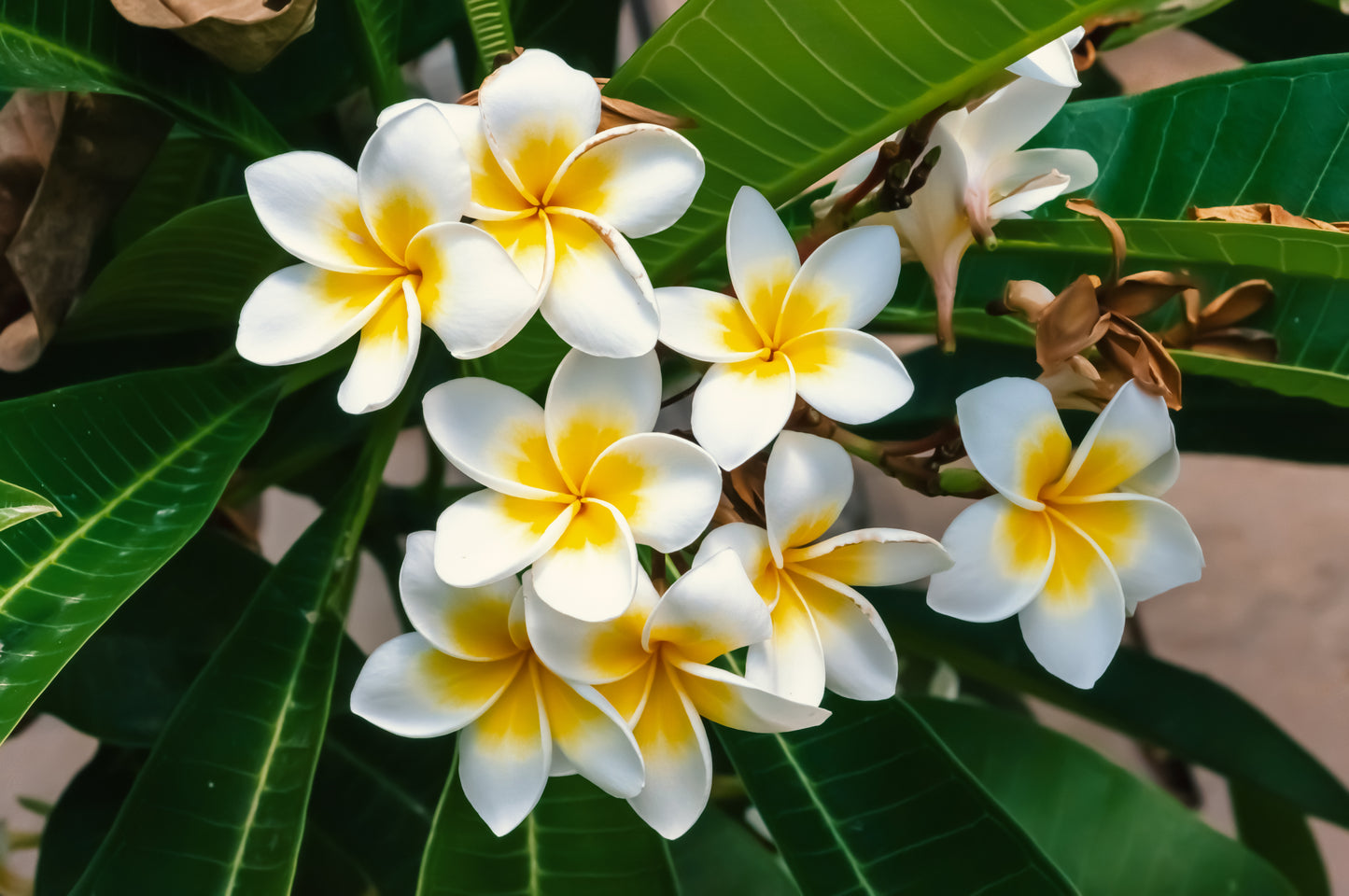 10 MIXED COLORS PLUMERIA Seeds - Lei Flower Frangipani Mix Fragrant Shrub Small Tree Pink Red Yellow White Peach Two Tone