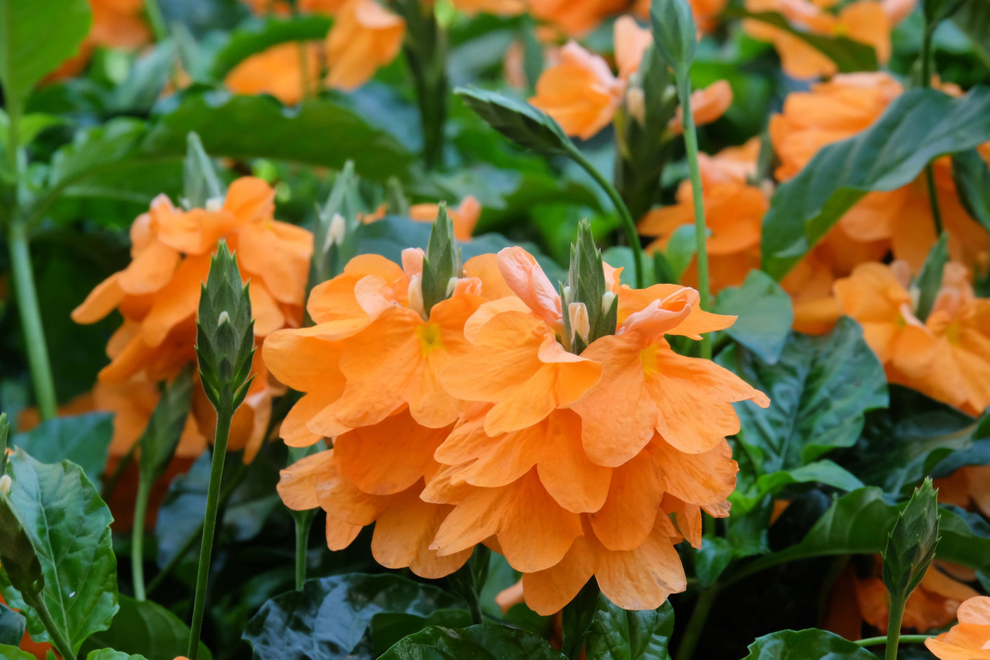 aboli plant seeds 10 ORANGE MARMALADE CROSSANDRA Infundibuliformis Firecracker Flower Ho – Seedville USA