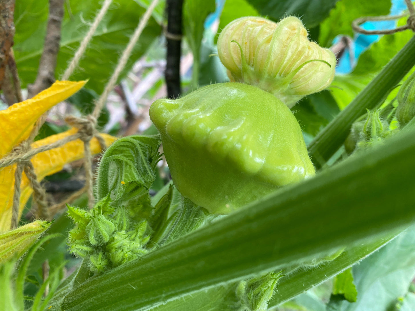 20 Green Tint BUSH SCALLOP SQUASH (Patty Pan / Paty Pan / Squanter Squash) Summer Cucurbita Pepo Vegetable Seeds