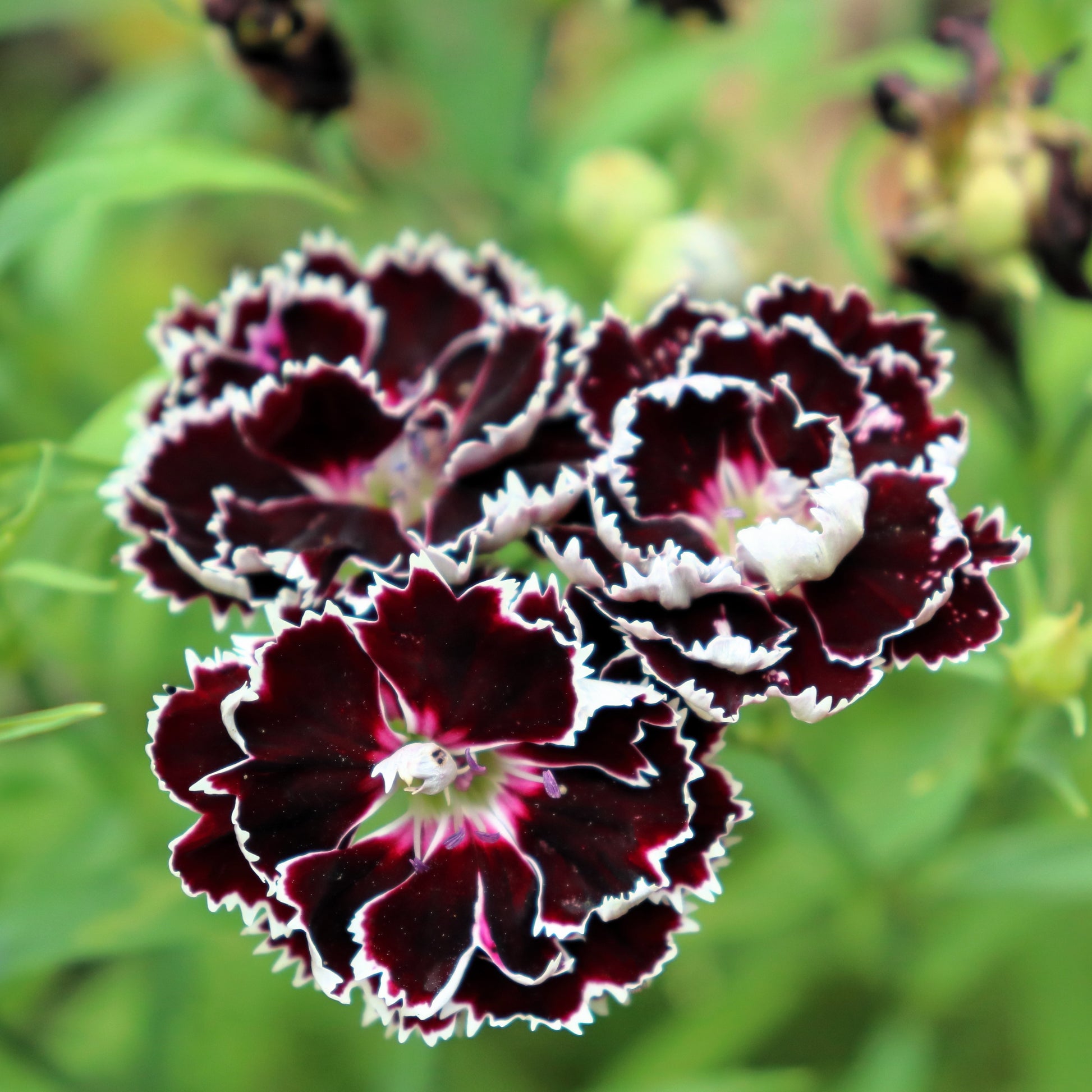 black and white flower seeds 30 Black & White CHIANTI DIANTHUS Chinensis China Pink Flower Seeds