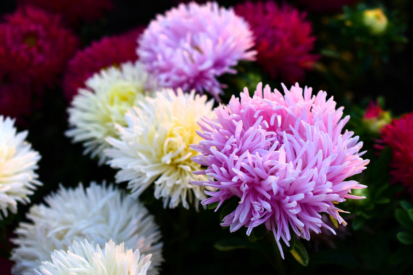 50 Mixed OSTRICH PLUME ASTER Feather Spider Callistephus Chinensis Flower Seeds
