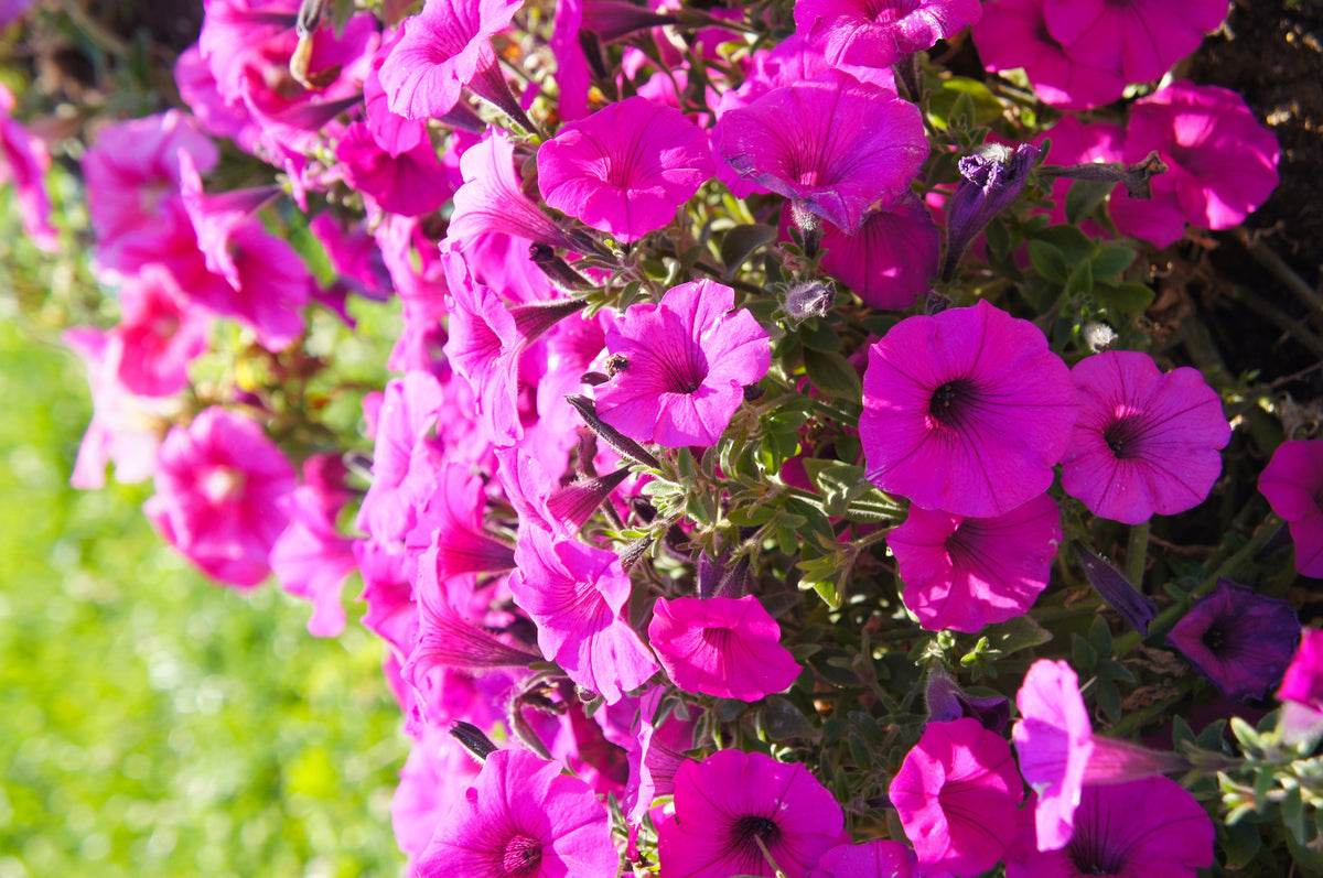 200 Mixed LAURA BUSH PETUNIA Violacea Integrifolia Pink Purple Trumpet Flower Seeds