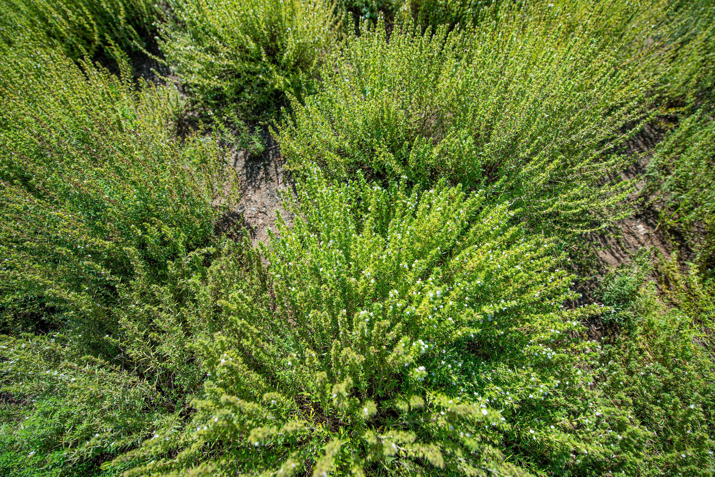 150 Creeping WINTER SAVORY Satureja Montana Herb Pink Flower Seeds