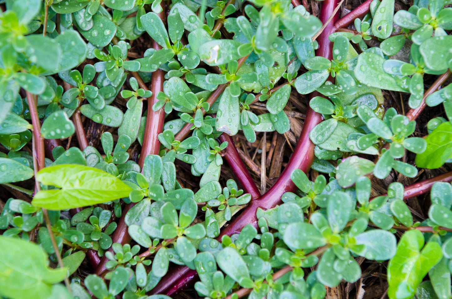 300 Organic GOLDEN PURSLANE Portulaca Sativa Vegetable Herb Yellow Flower Seeds