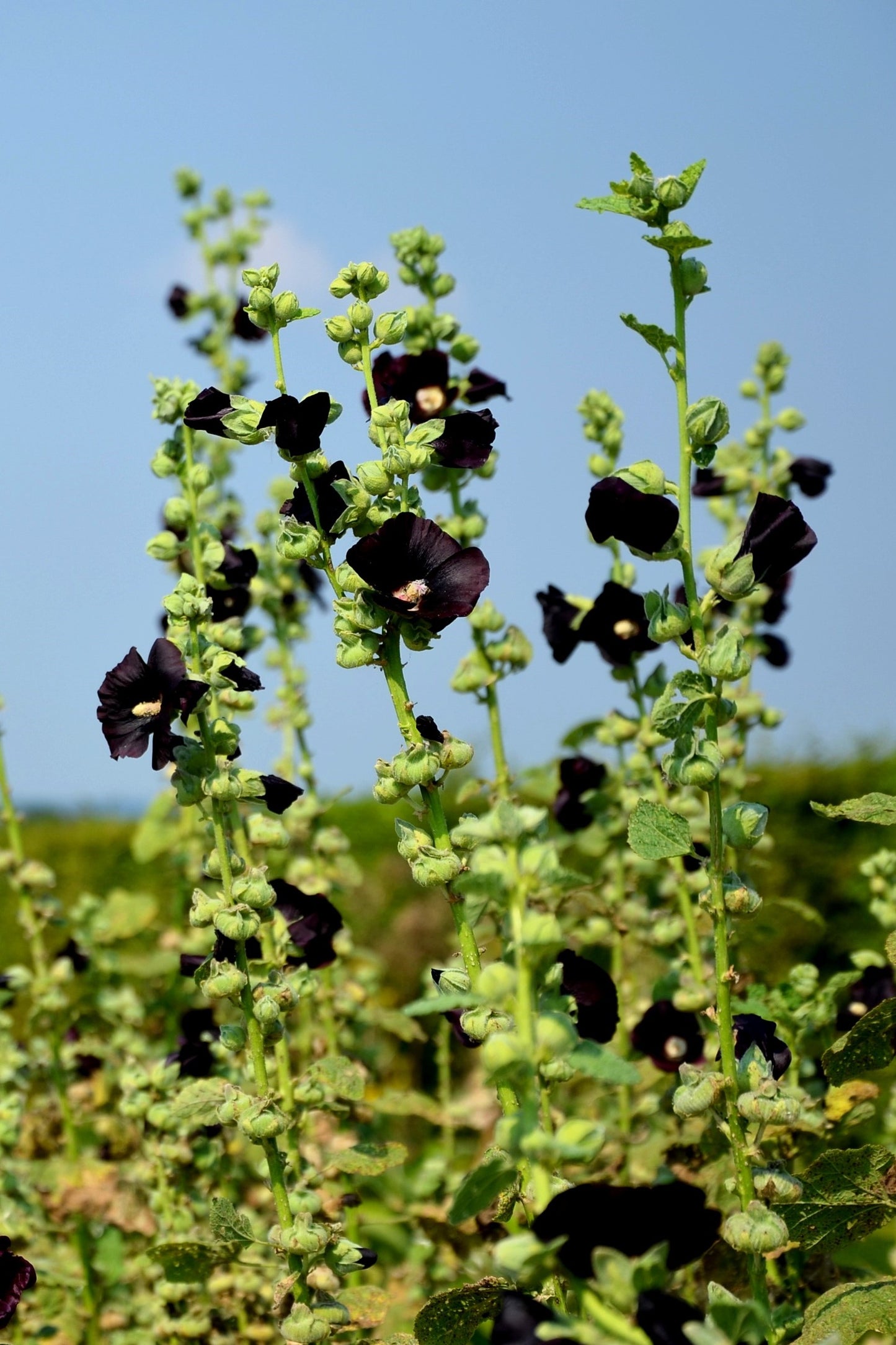 25 BLACK HOLLYHOCK Alcea Rosea Nigra Flower Seeds