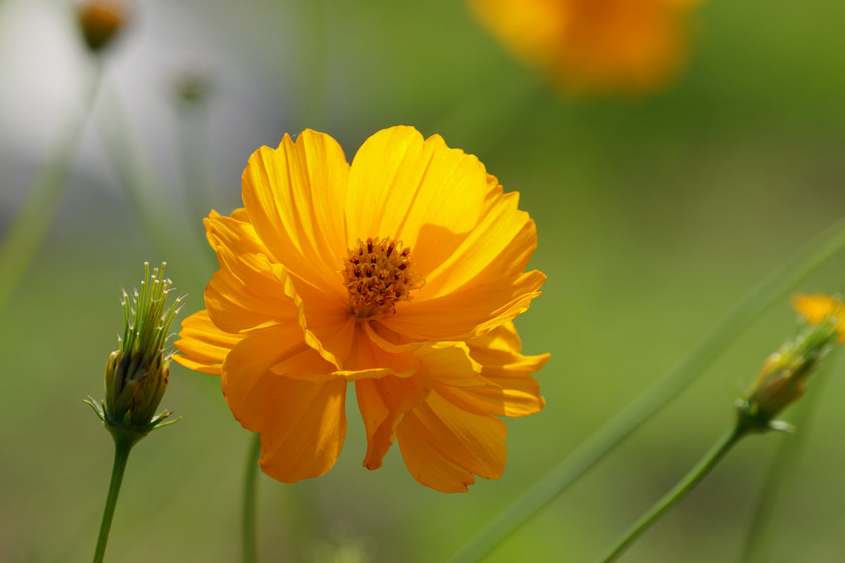 300 YELLOW SULPHUR COSMOS Bipinnatus Flower Seeds