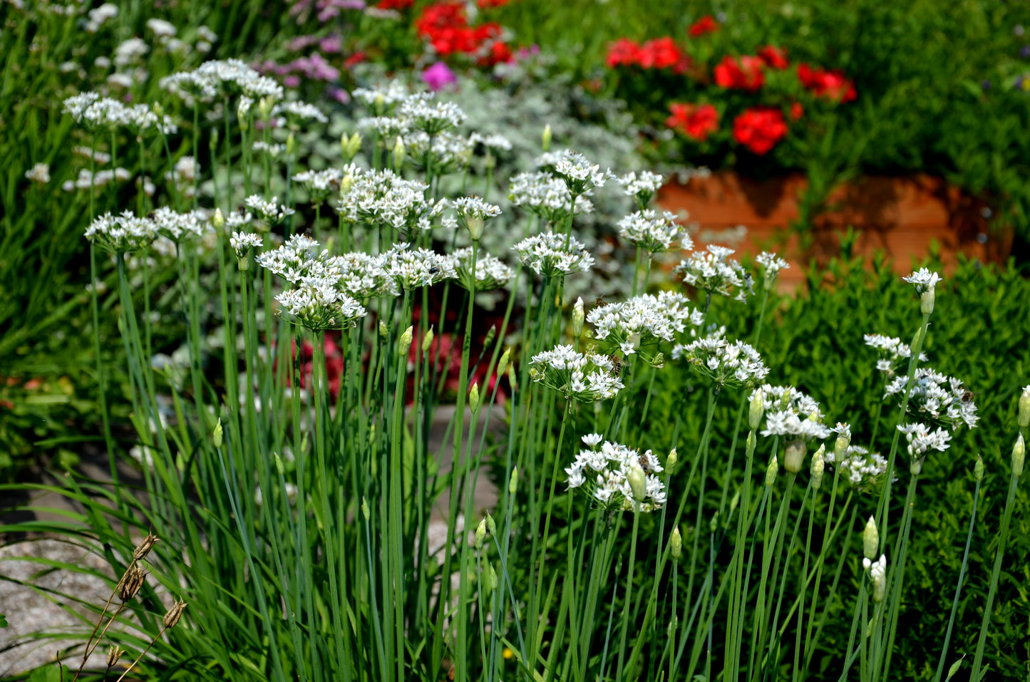 500 CHINESE LEEK (Oriental Garlic / Garlic Chives / Chinese Chives / Flat Chives) Allium Tuberosum Vegetable Seeds