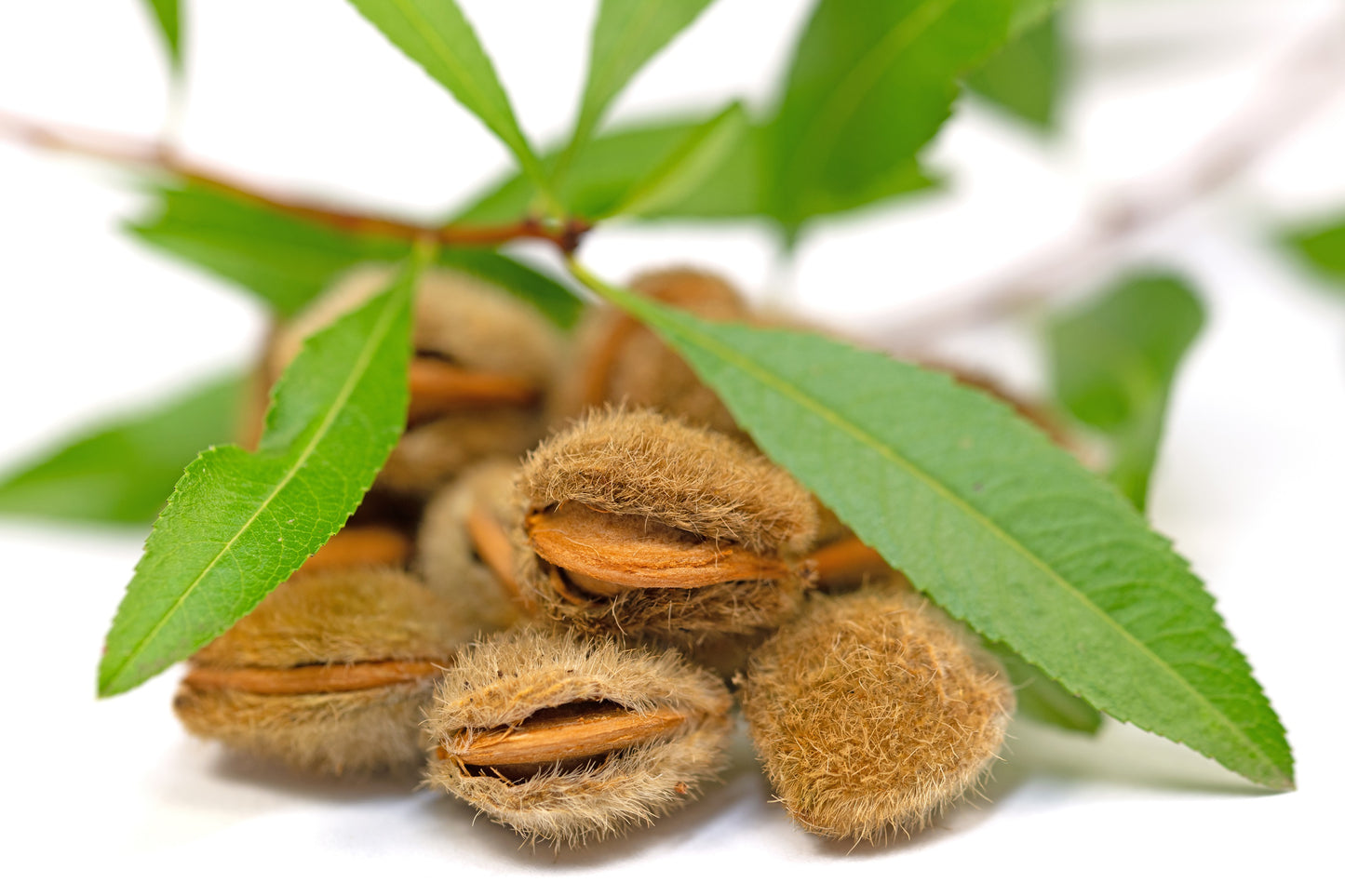 5 DWARF RUSSIAN ALMOND Prunus Tenella Rose Red Pink Fragrant Flower Shrub Seeds