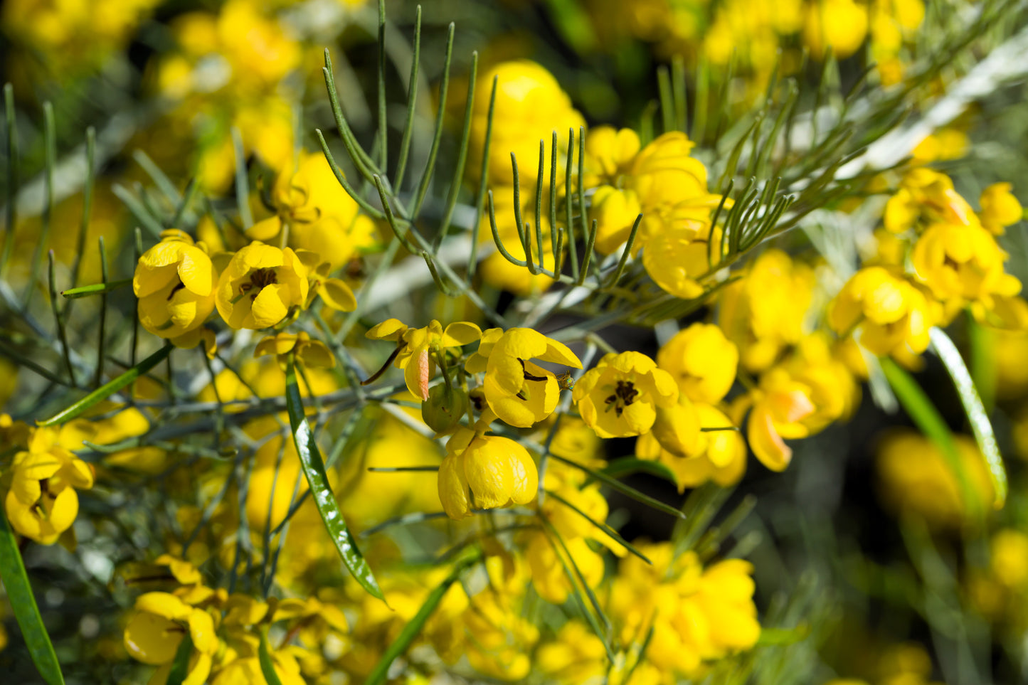 50 Yellow FEATHERY CASSIA Green Senna Artemisioides Seeds