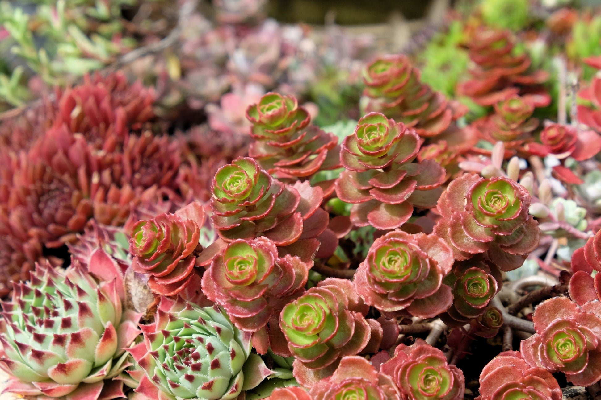 blood succulents 50 Red DRAGONS BLOOD SEDUM Stonecrop Sedum Spurium Flower Seeds – Seedville USA