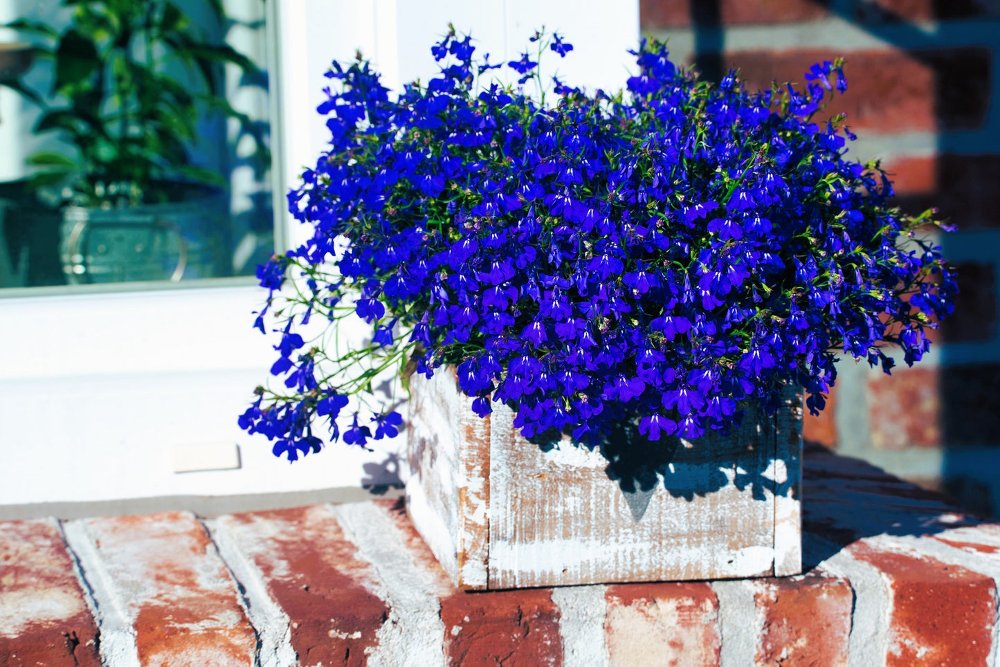 200 Electric Blue MONSOON LOBELIA Erinus Flower Seeds