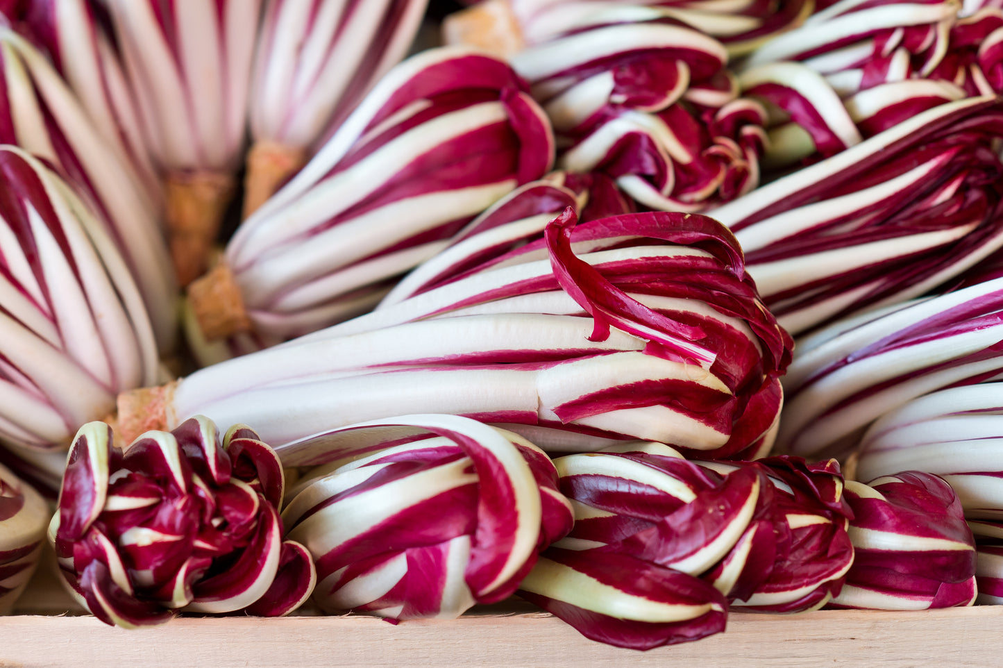 100 RADICCHIO DI TREVISO Radicchio Rose Vegetable Seeds