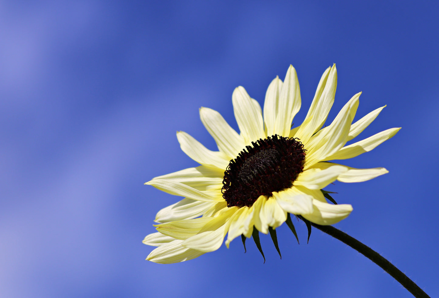 50 VANILLA ICE SUNFLOWER Two Tone Light Yellow Helianthus Annuus Flower Seeds