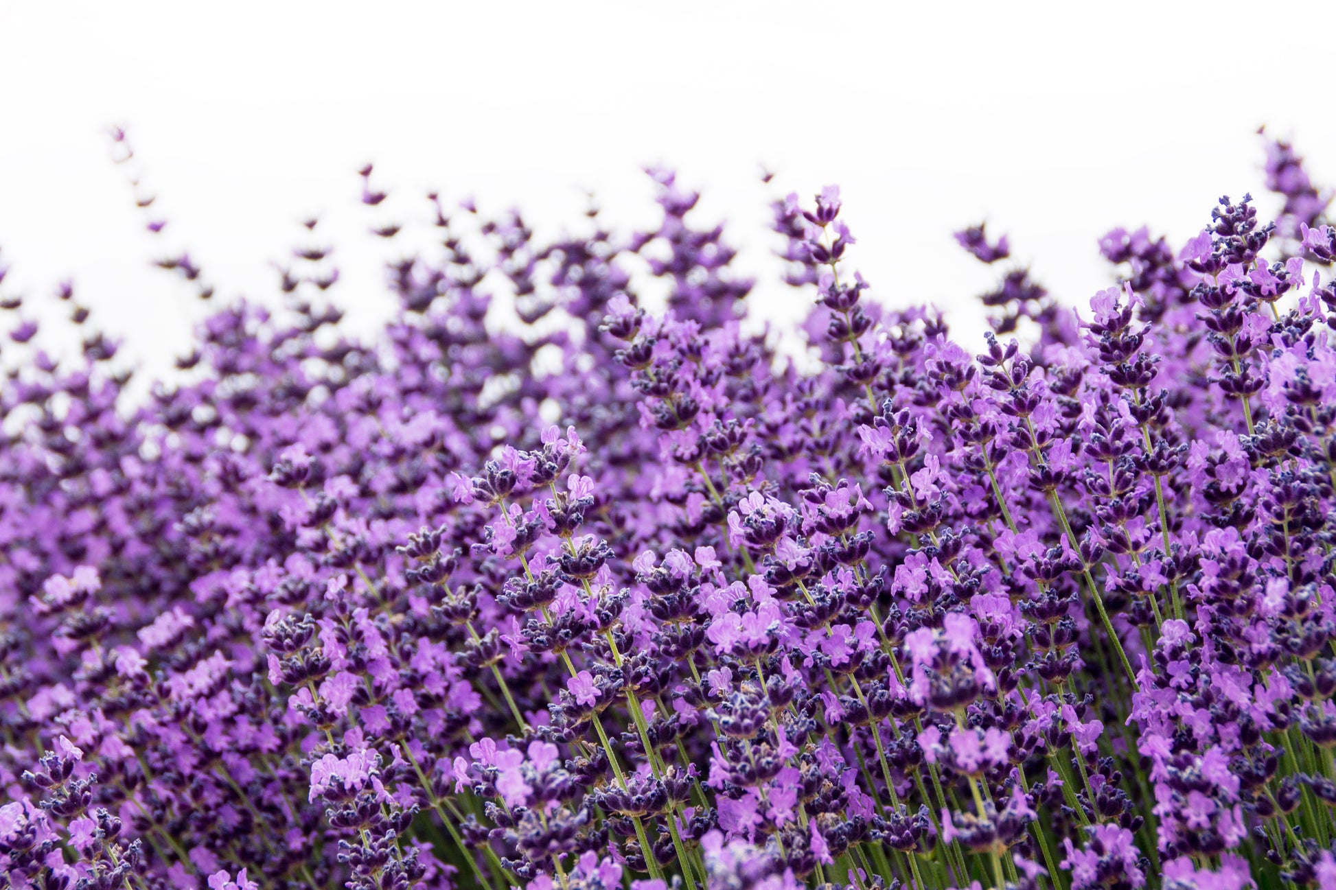 lavender true plant 500 True ENGLISH LAVENDER VERA Lavandula Angustifolia Vera Herb Purple – Seedville USA
