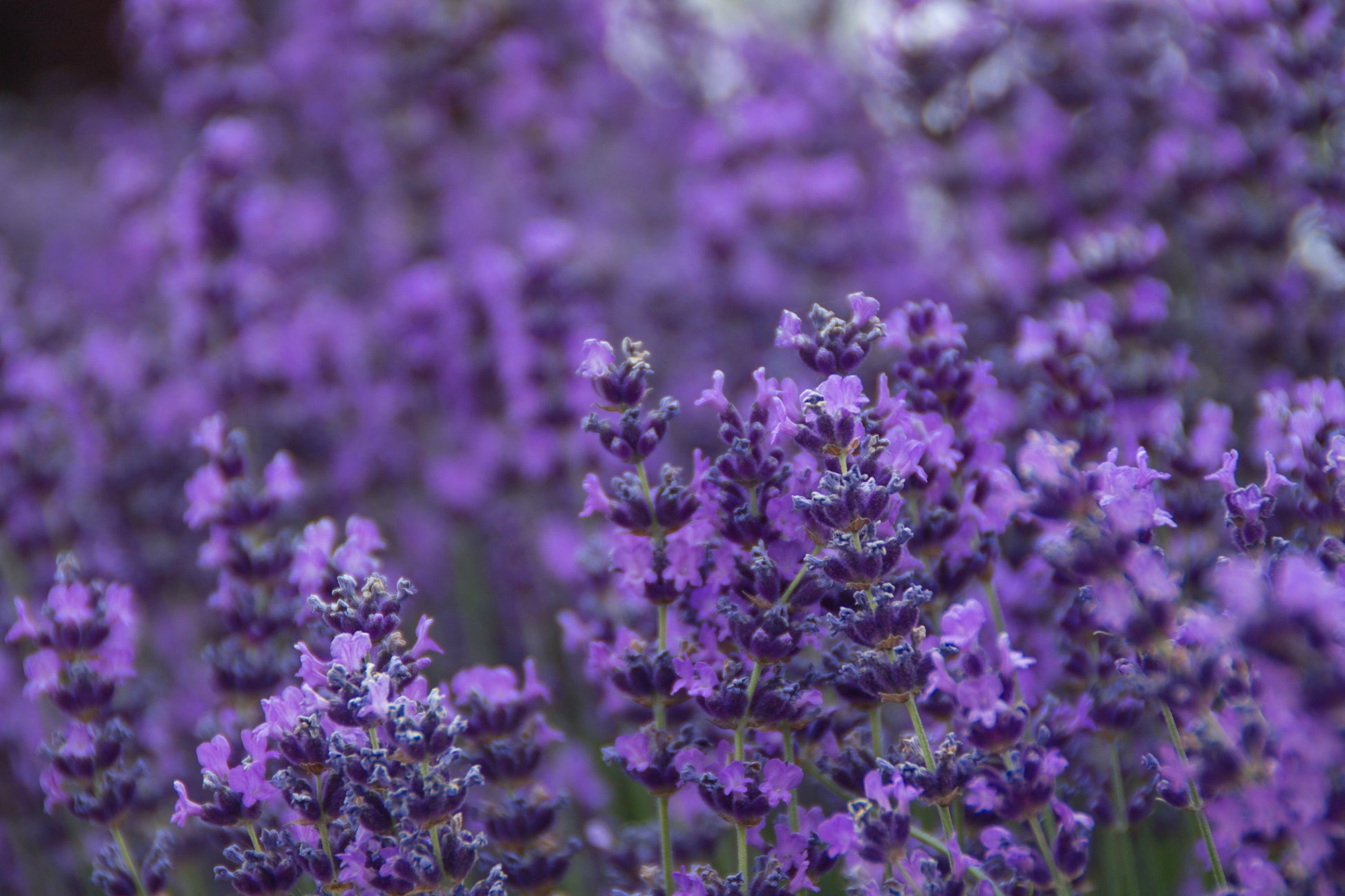 lavender vera plant 500 True ENGLISH LAVENDER VERA Lavandula Angustifolia Vera Herb Purple – Seedville USA