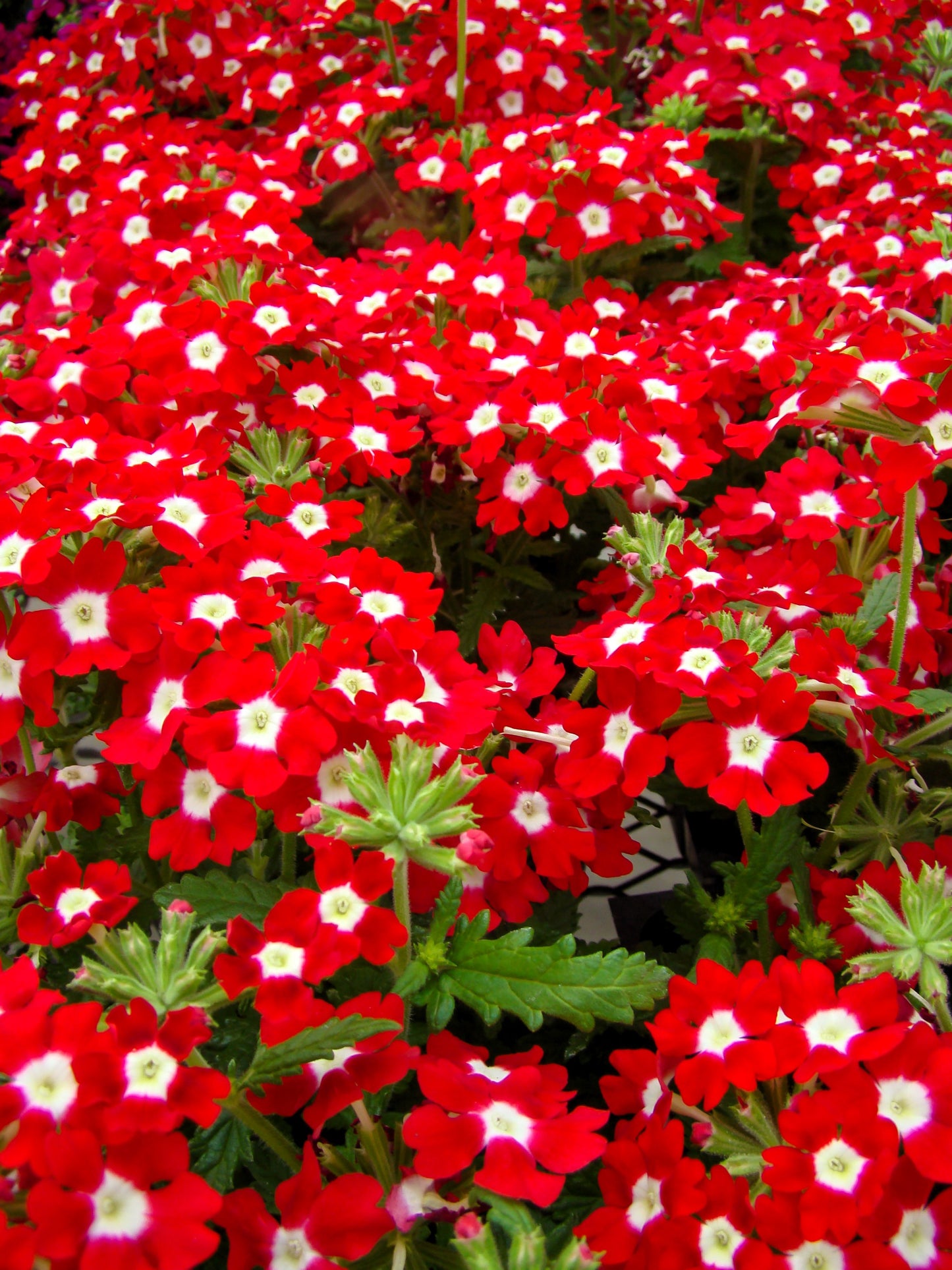 100 MIXED COLORS VERBENA Hybrida Compacta Flower Seeds