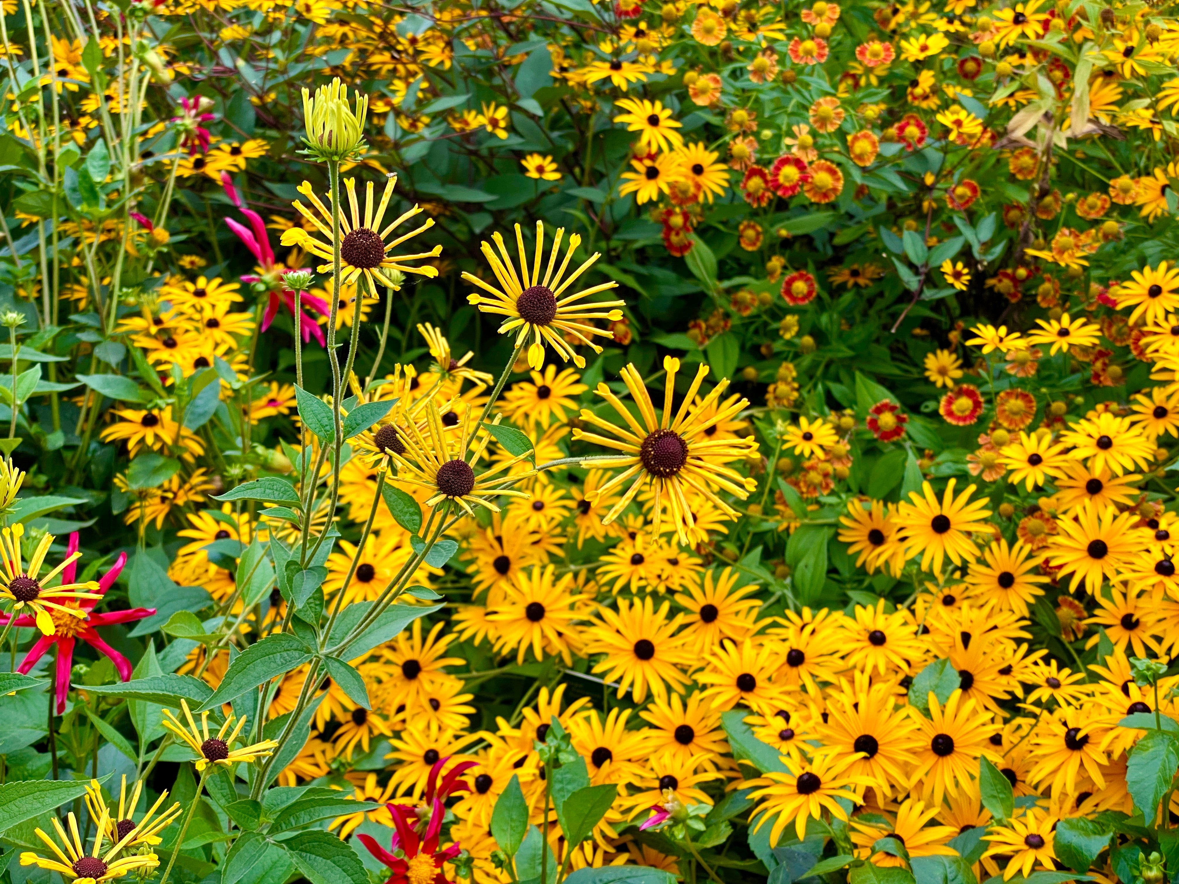 Sweet Coneflower - Thumbnail 5