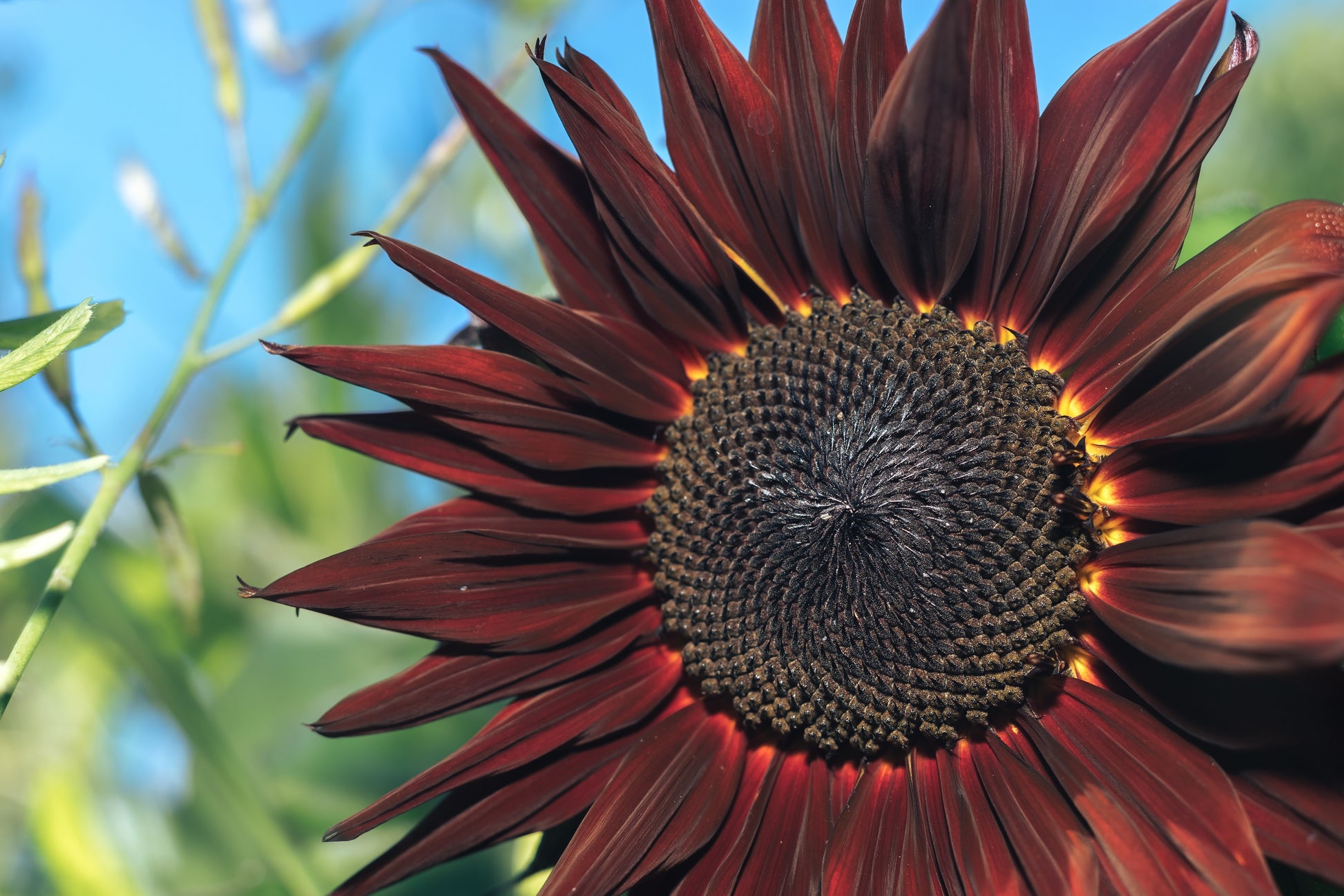 chocolate sunflower seeds to plant 25 CHOCOLATE CHERRY SUNFLOWER Helianthus Annuus Red & Brown Flower See – Seedville USA