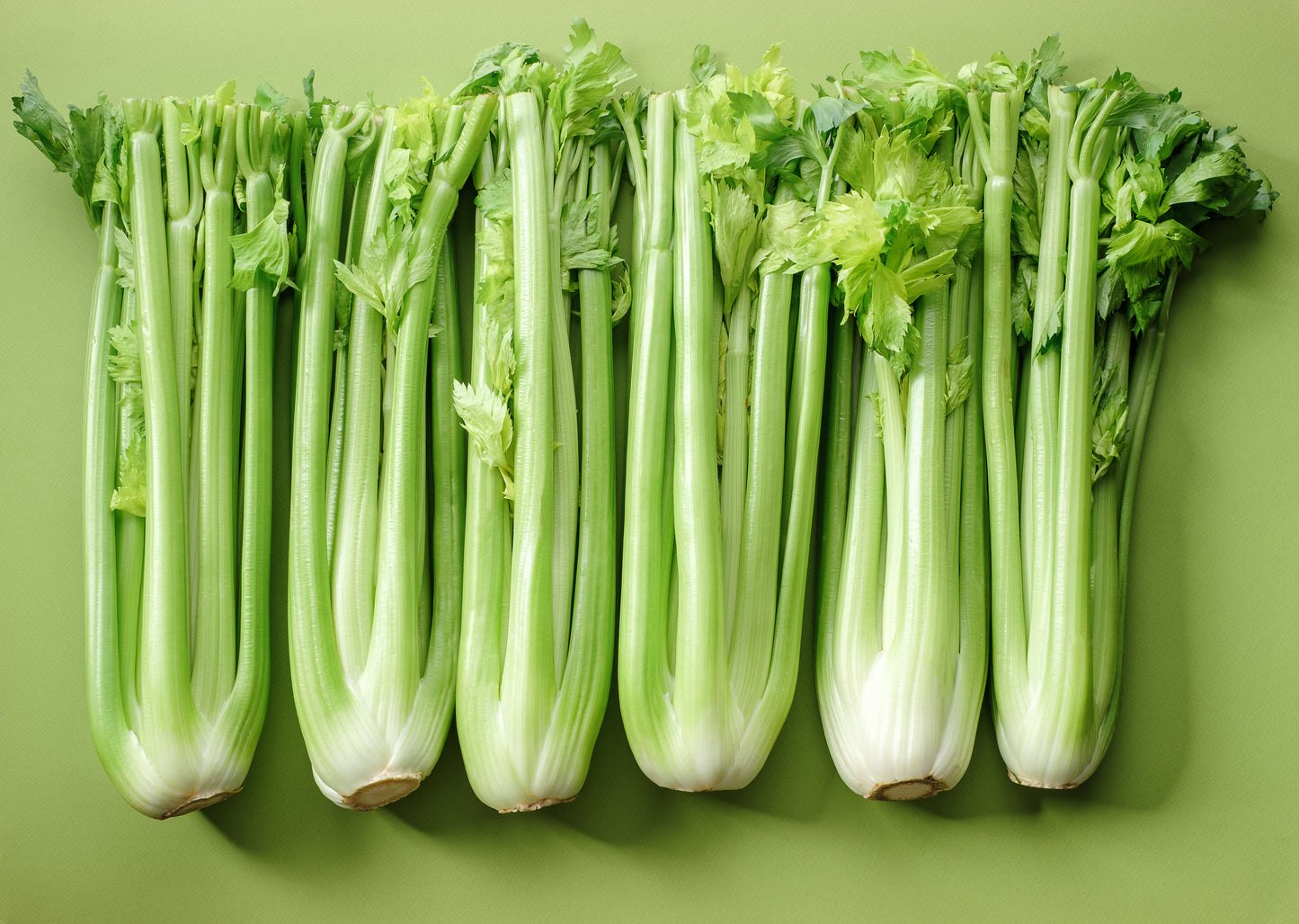 1000 TALL UTAH CELERY Apium Graveolens Dulce Vegetable Seeds