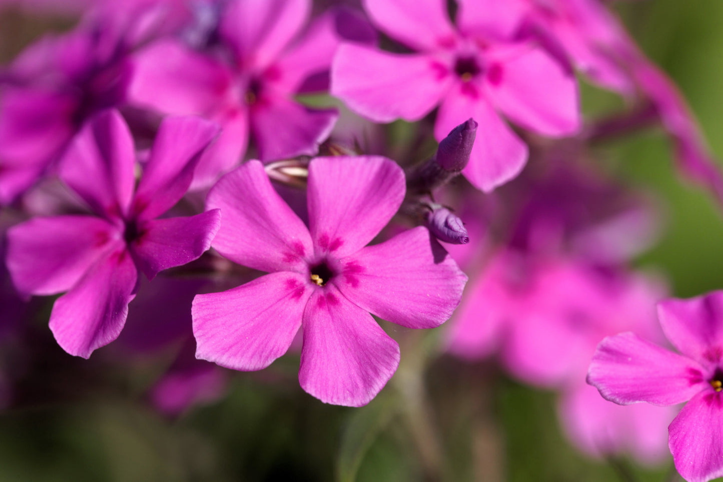 20 PRAIRIE PHLOX Pilosa Mixed Colors Pink Purple White Native Flower Seeds