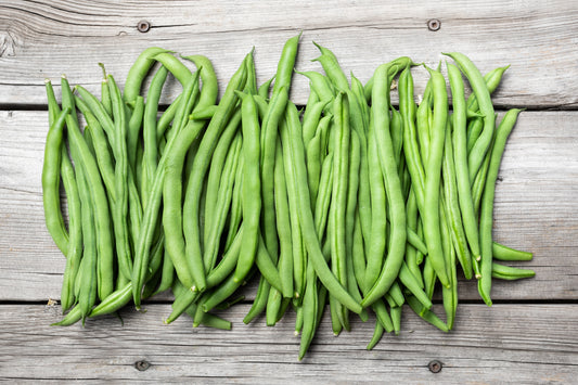 50 BURPEE STRINGLESS Green Pod BEAN French Phaseolus Vulgaris Vegetable Seeds