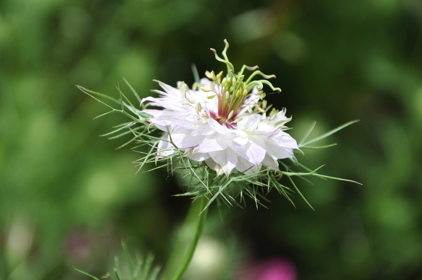 50 RED POD NIGELLA Damascena Love In A Mist aka Black Pod White Flower Seeds