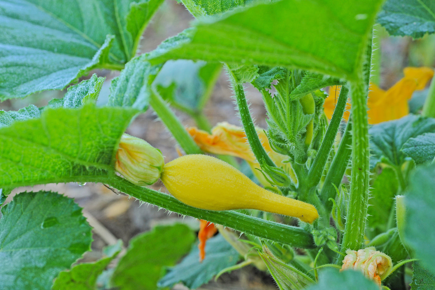 50 YELLOW CROOKNECK SQUASH Summer Cucurbita Pepo Crooked Neck Vegetable Seeds