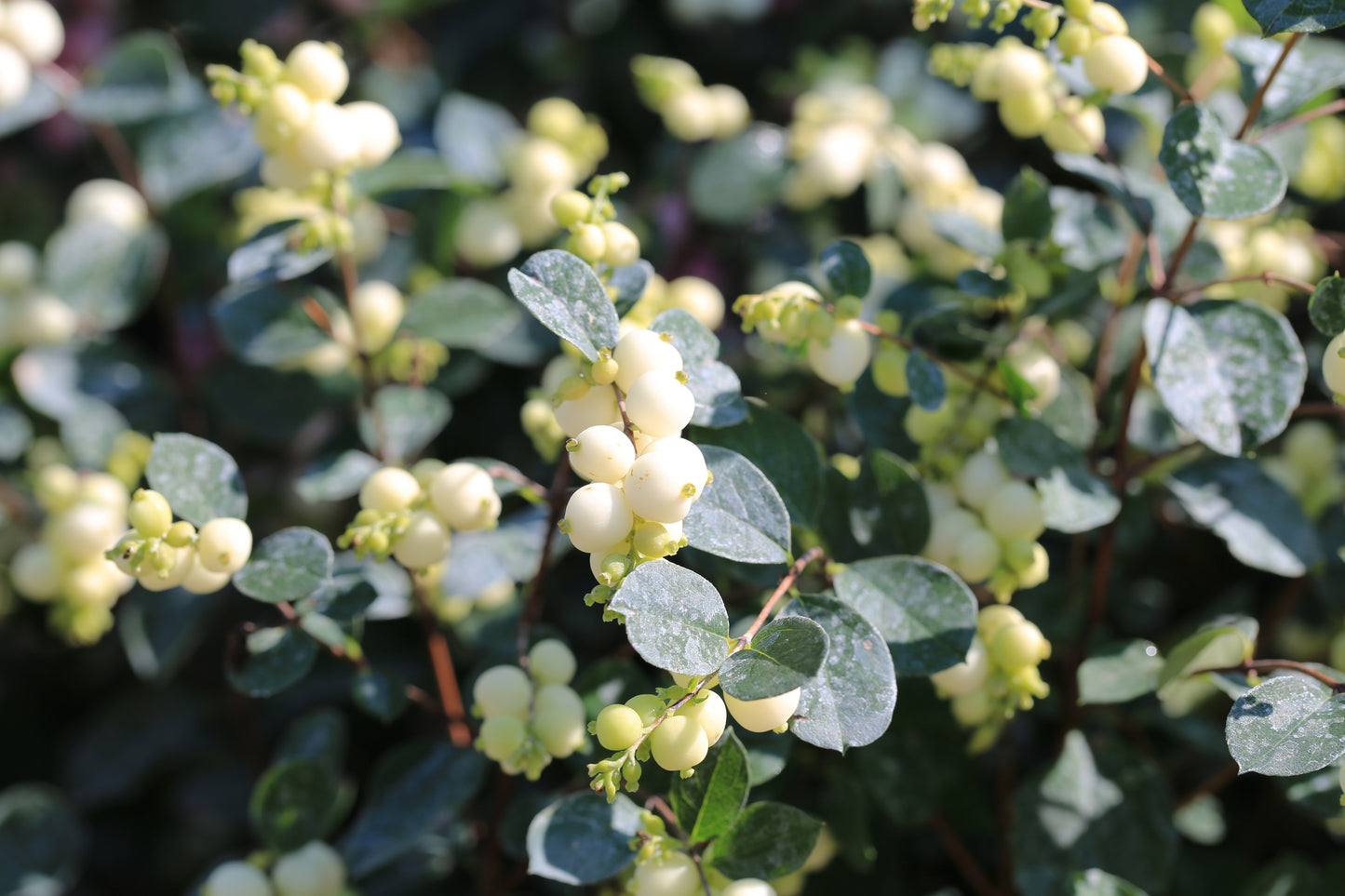 10 Dwarf CREEPING SNOWBERRY Shrub White Pink Flower Symphoricarpos Mollis Seeds
