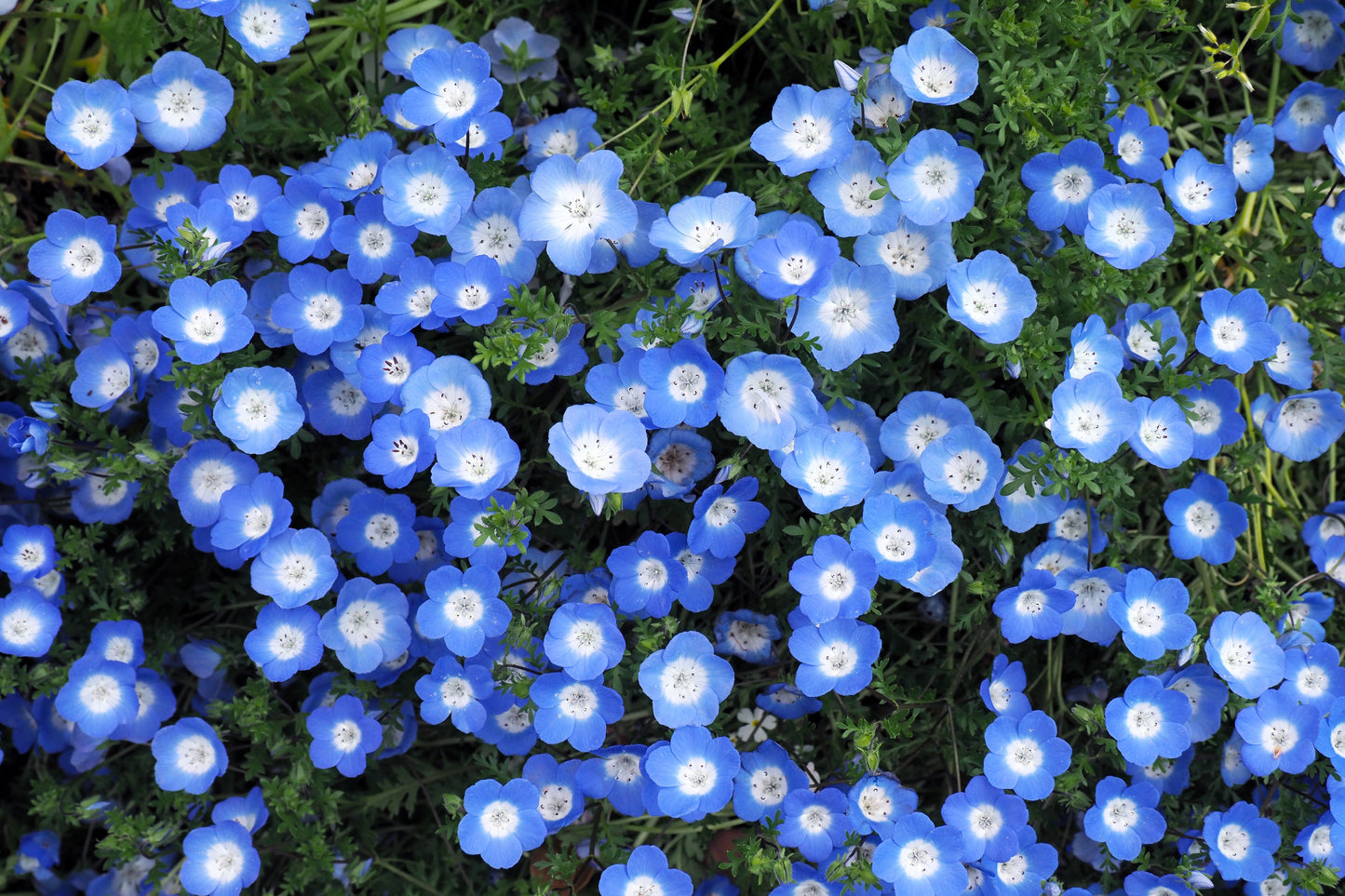 250 BABY BLUE EYES Nemophila Menziesii Fragrant Butterfly Flower Seeds