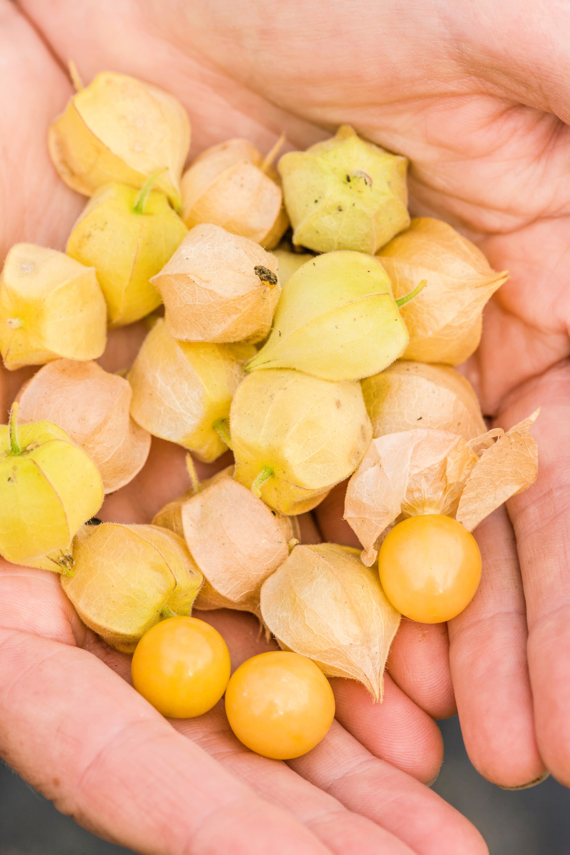organic strawberry seeds for sale 200 Organic GROUND CHERRY Physalis Pruinosa ( Golden Strawberry / Chin – Seedville USA