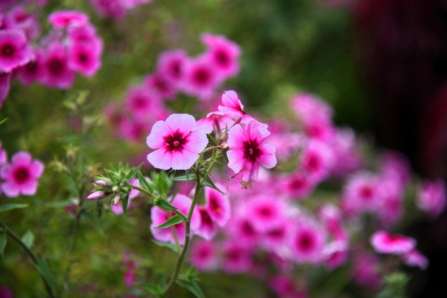 100 BRILLIANT PHLOX Drummondii Two Tone Pink Flower Seeds