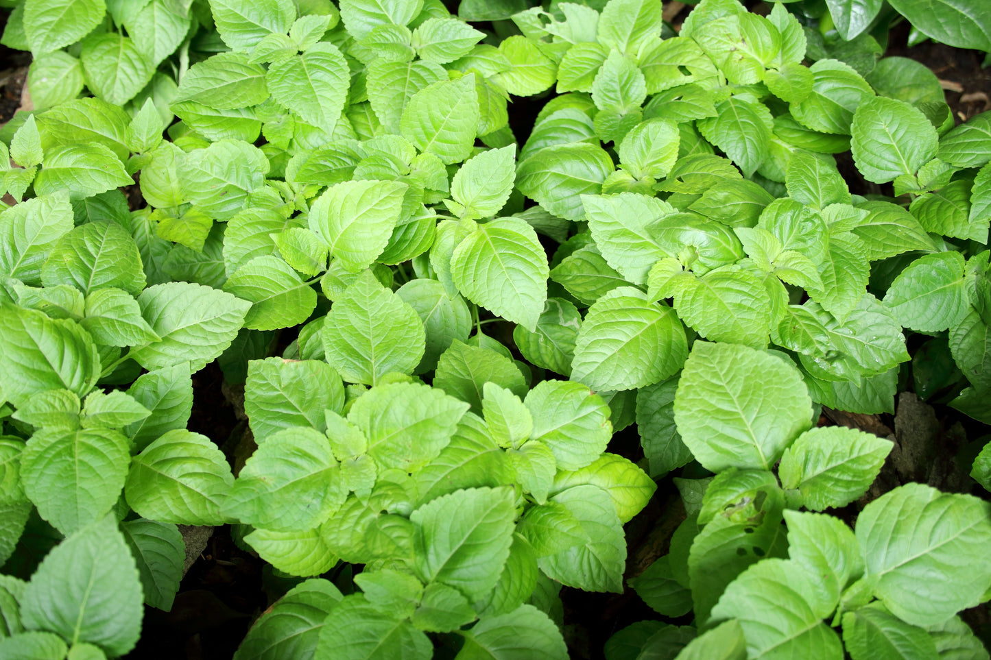 500 CLOVE BASIL Ocimum Basilicum Herb Flower Seeds