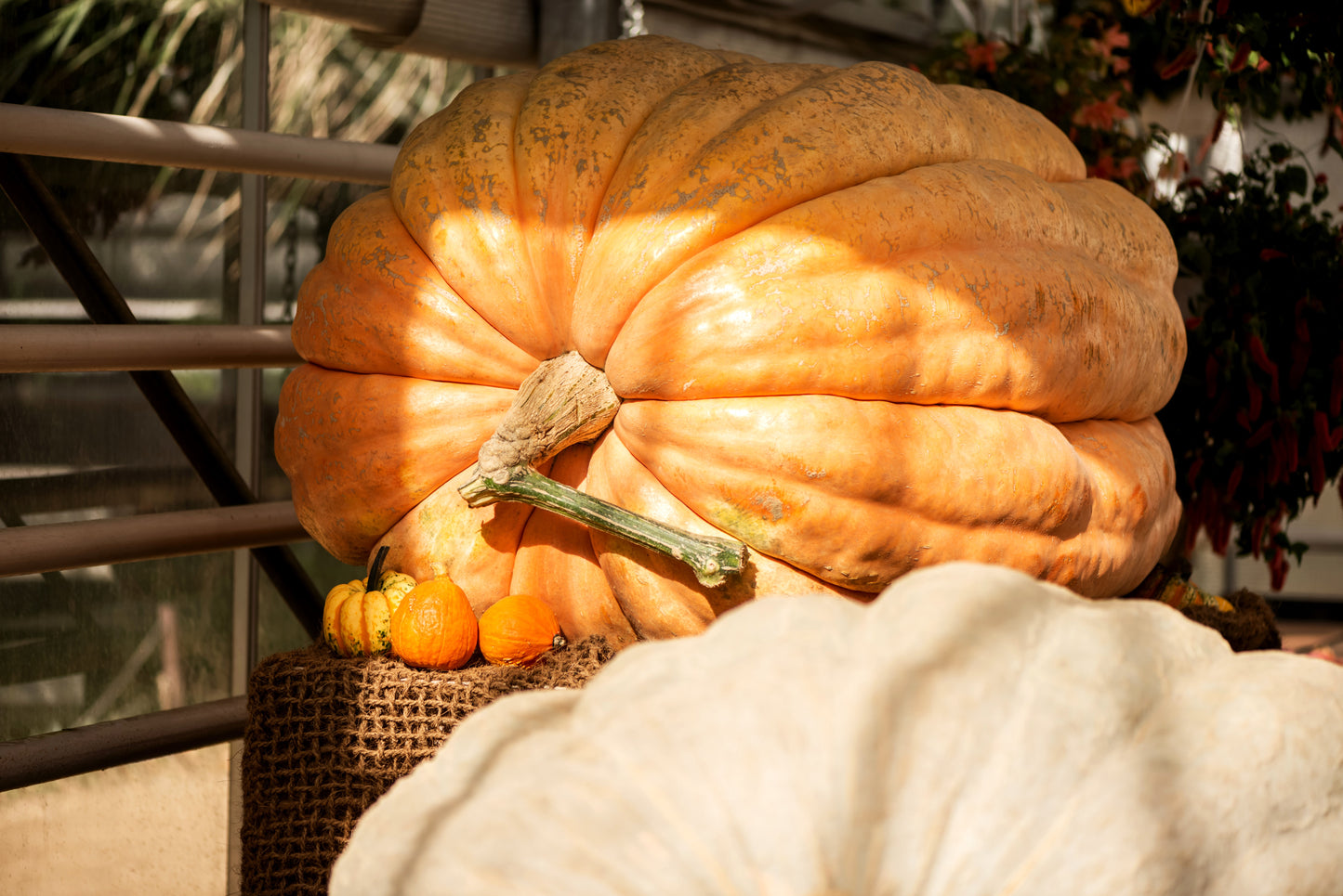 10 Dill's ATLANTIC GIANT PUMPMKIN Up to 2000 lb Cucurbita Vegetable Seeds