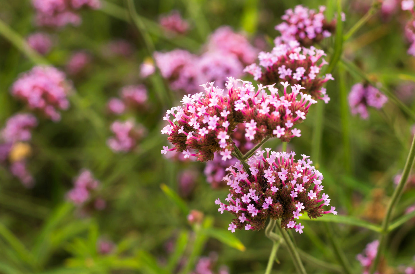 250 COMMON VERVAIN Verbena Officinalis European Herb Pink Purple Flower Seeds