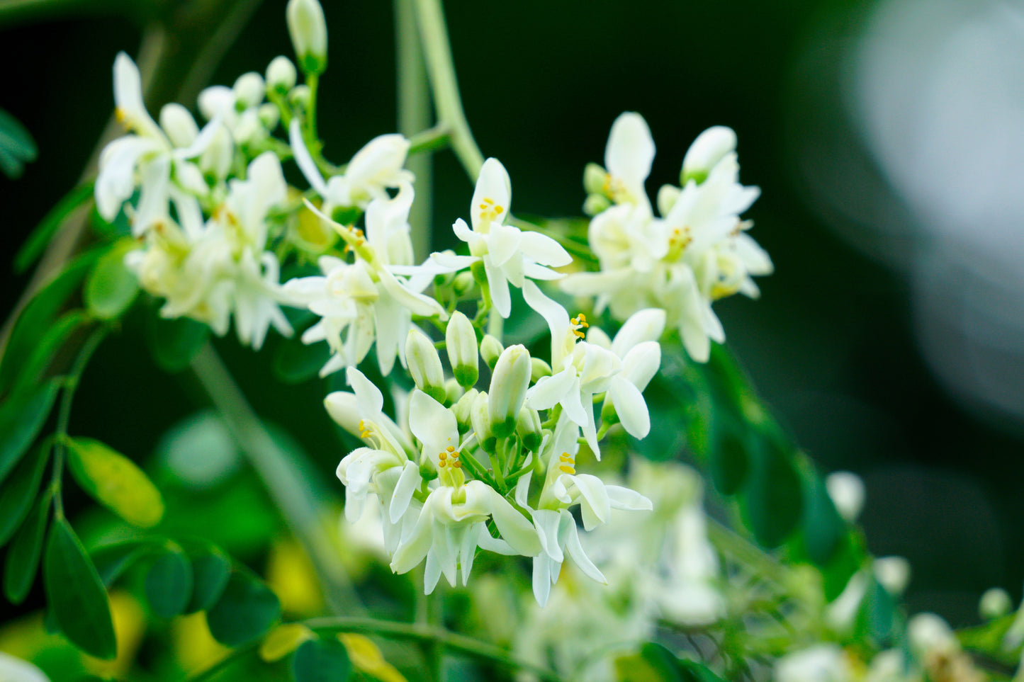 10 Flowering DRUMSTICK TREE Moringa Oleifera Seeds (Miracle Tree / Ben Oil Tree)