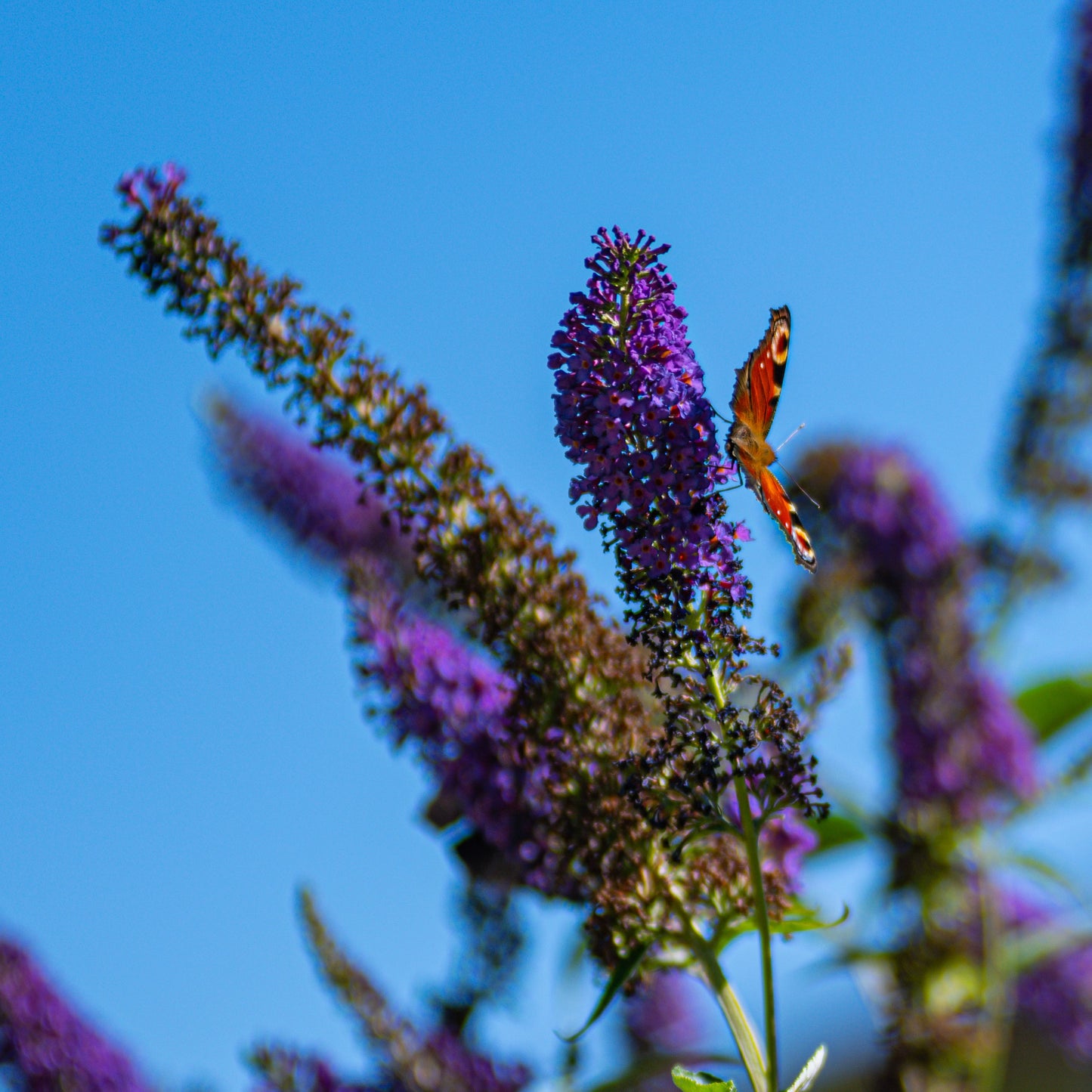 50 Dark PURPLE BUTTERFLY BUSH Buddleia Davidii Hummingbird Shrub Fragrant Flower Seeds