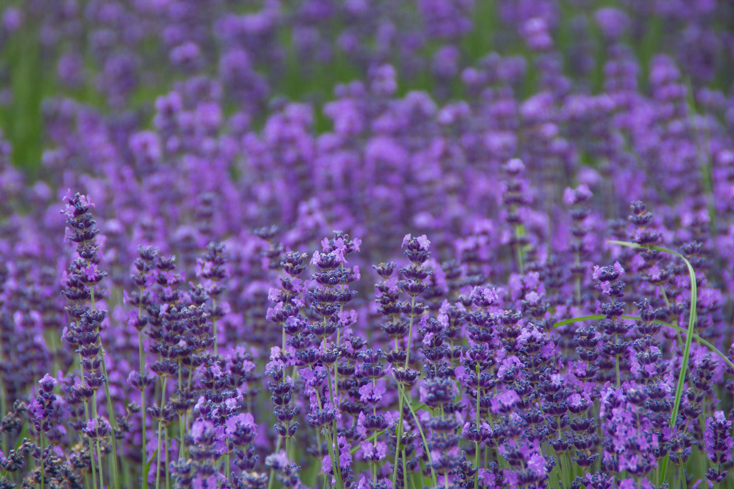 500 True ENGLISH LAVENDER VERA Lavandula Angustifolia Vera Herb Purple Flower Seeds