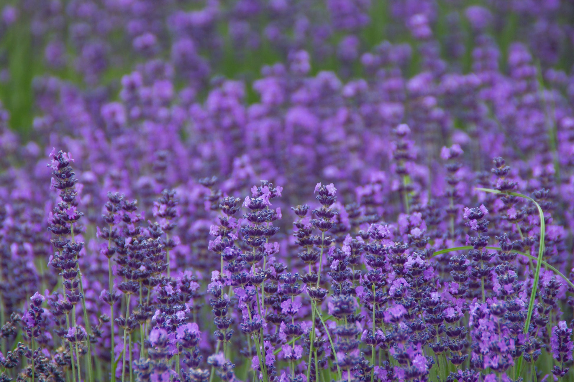 lavender vera plant 500 True ENGLISH LAVENDER VERA Lavandula Angustifolia Vera Herb Purple – Seedville USA