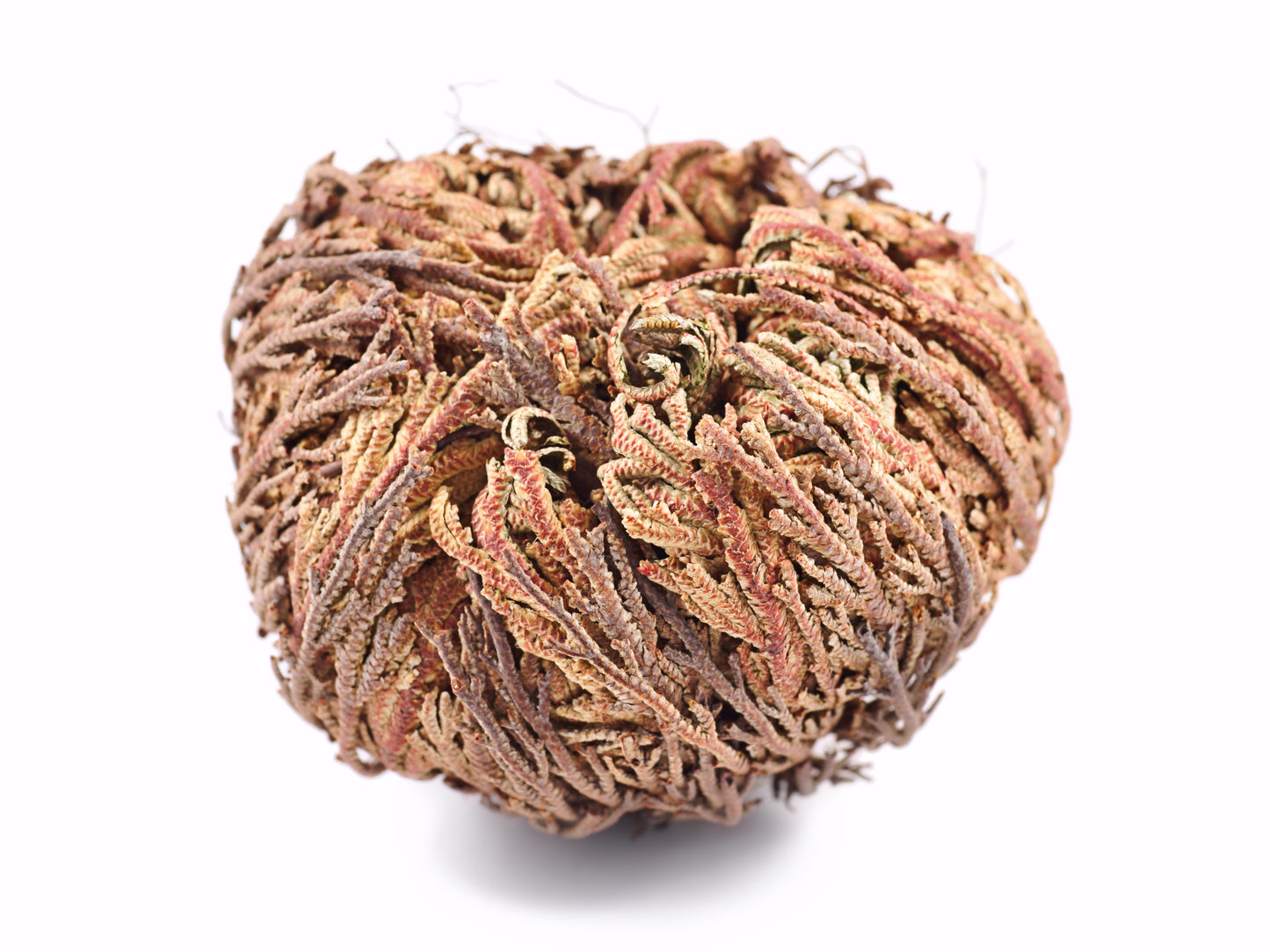 Live RESURRECTION PLANT Rose of Jericho Dinosaur Fern Miracle Air Houseplant